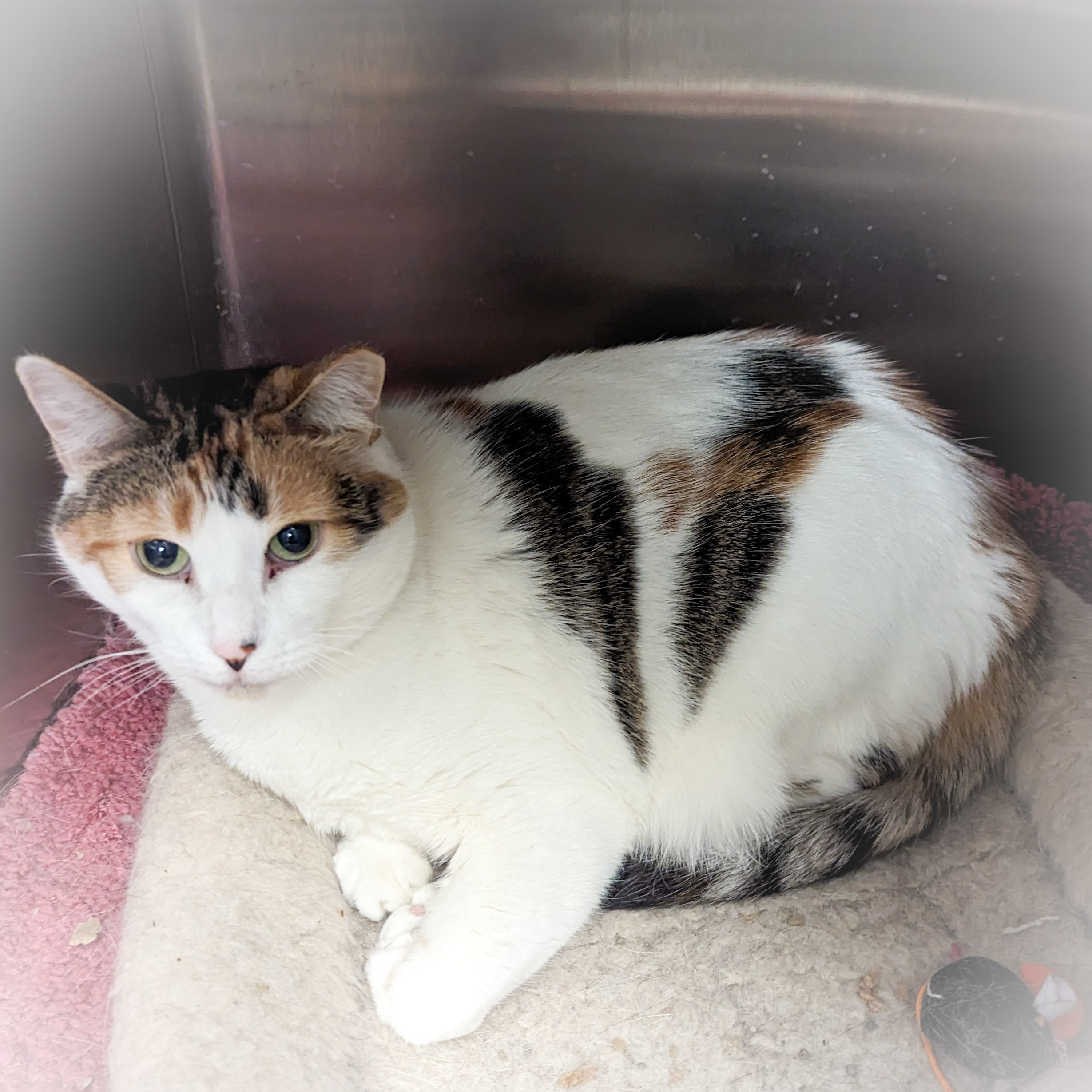 ROSE, a Adoptable mixed breed in Griffith, IN image 5/6