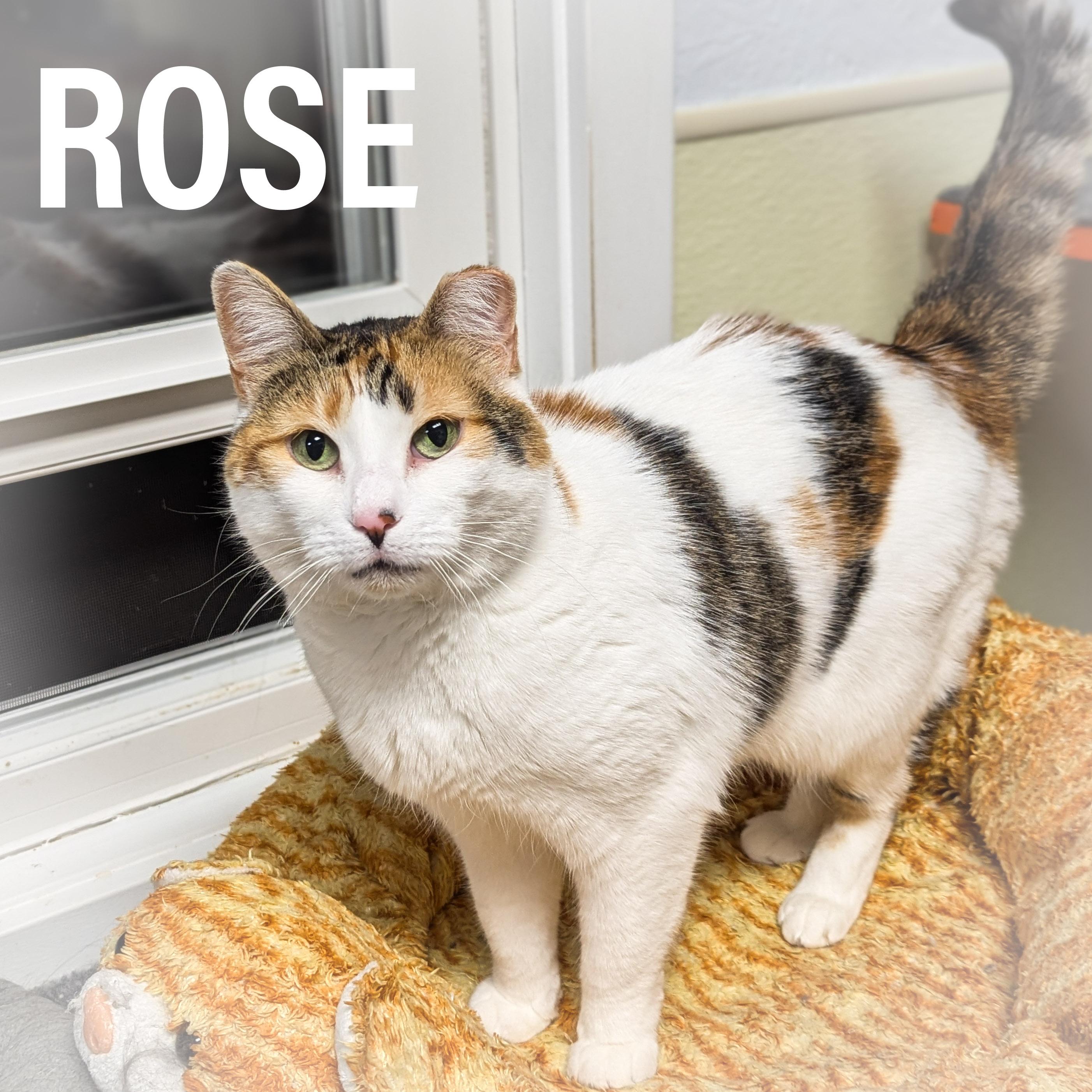 ROSE, a Adoptable mixed breed in Griffith, IN image 1/6