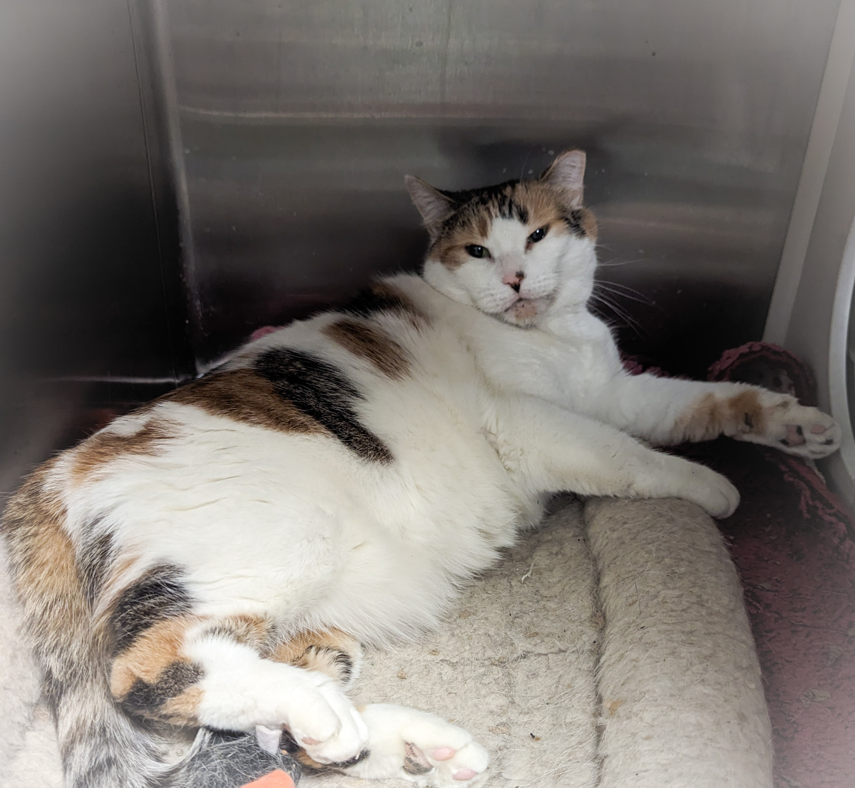 ROSE, a Adoptable mixed breed in Griffith, IN image 2/6