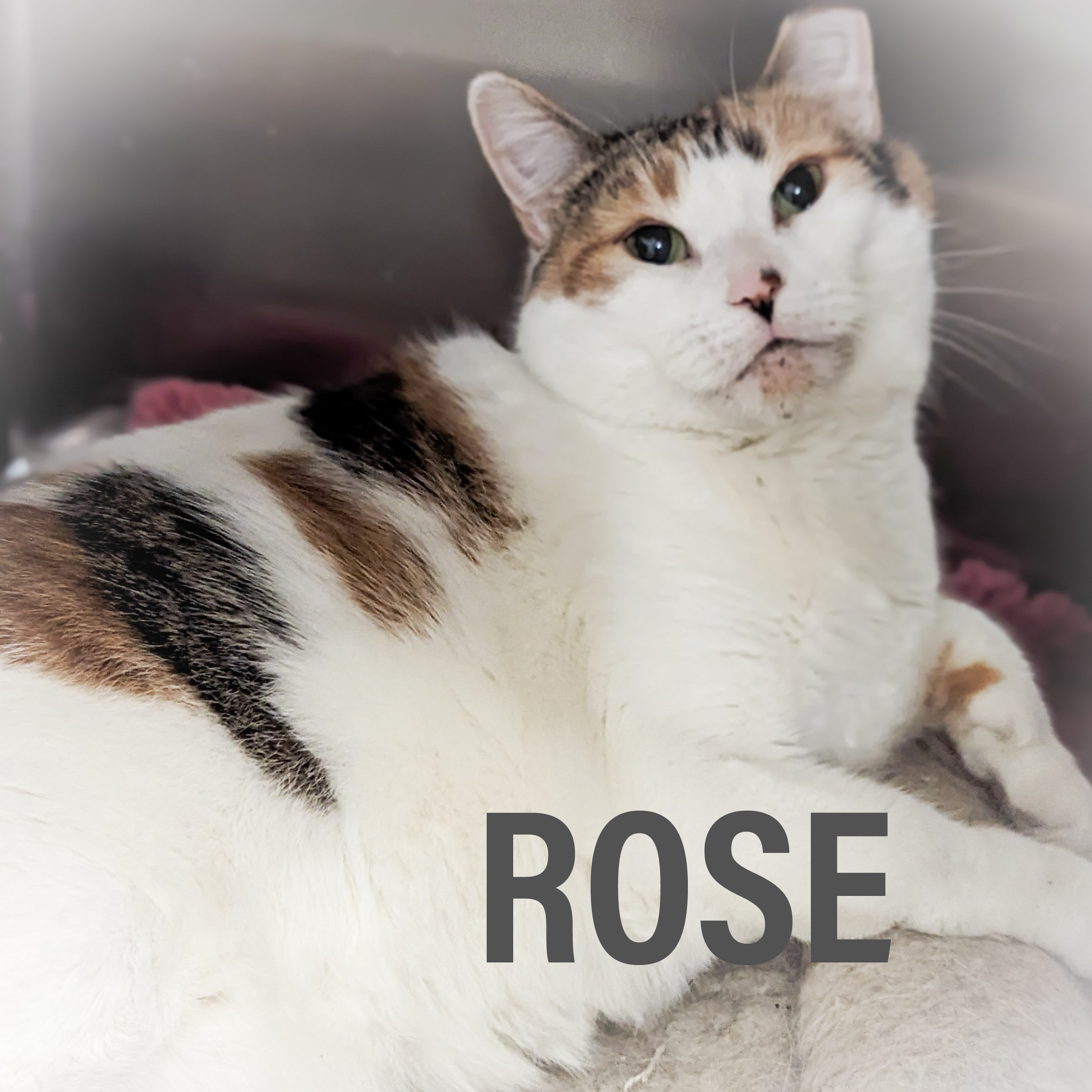 ROSE, a Adoptable mixed breed in Griffith, IN image 6/6