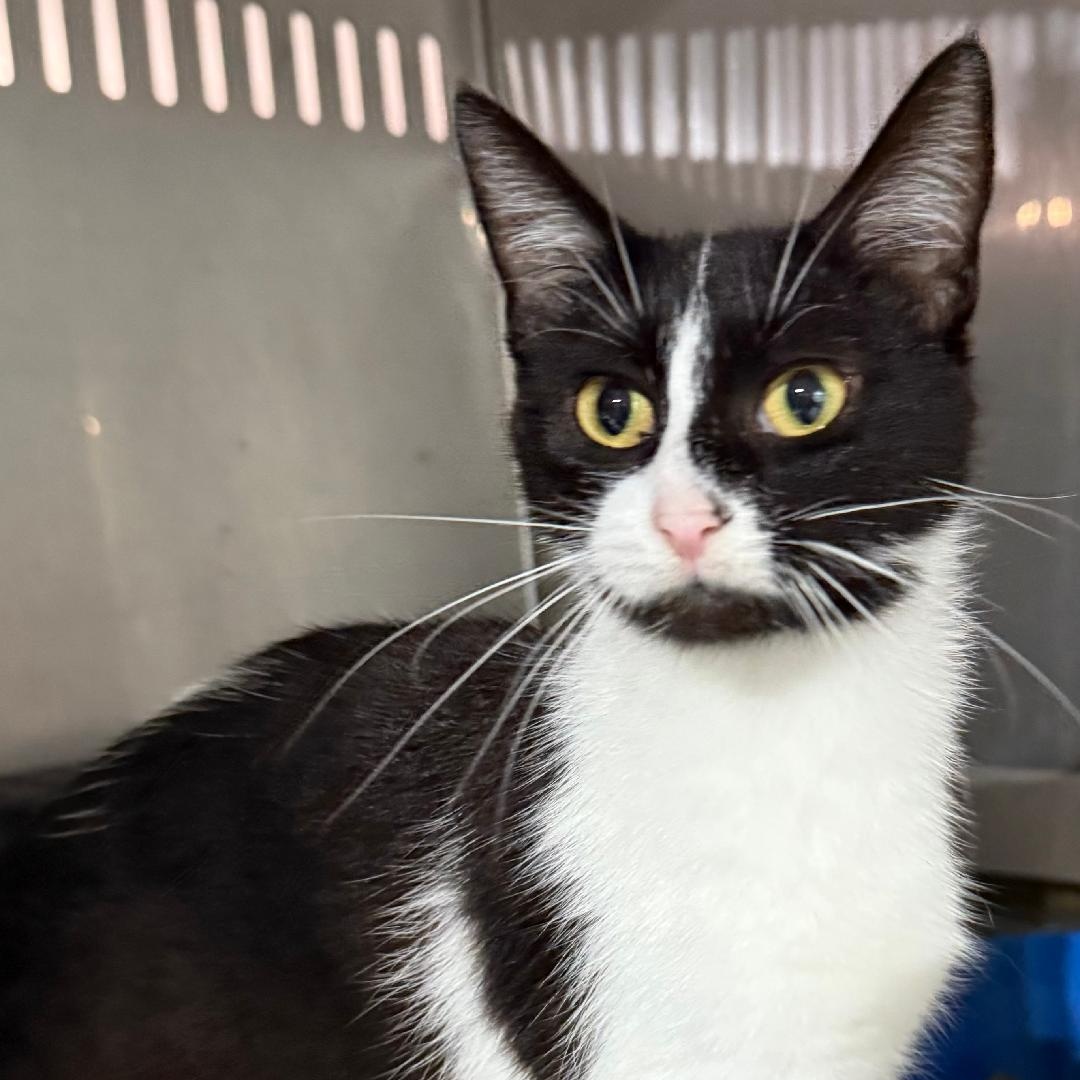 CHANEL, ADOPTABLE, Adult Female Domestic Short Hair.