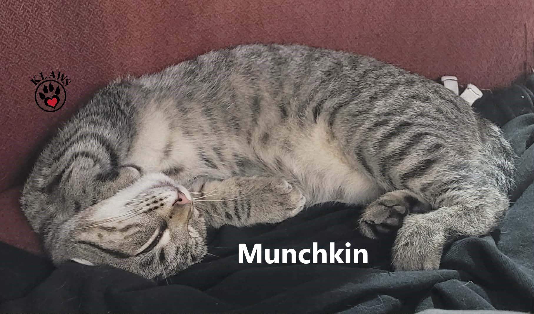 Enlarge Munchkin, a ADOPTABLE Domestic Short Hair in Lindsay, ON image 3/3