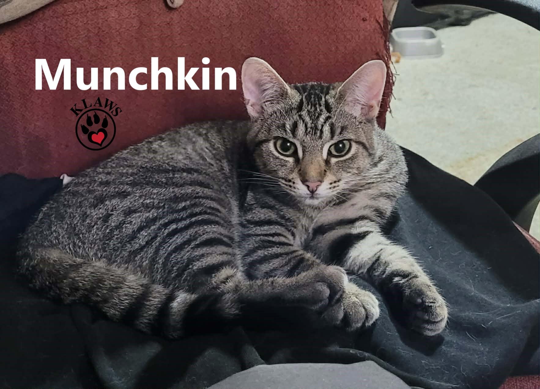 Enlarge Munchkin, a ADOPTABLE Domestic Short Hair in Lindsay, ON image 2/3