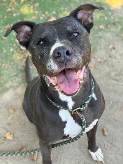 Kobe — thumbnail 4