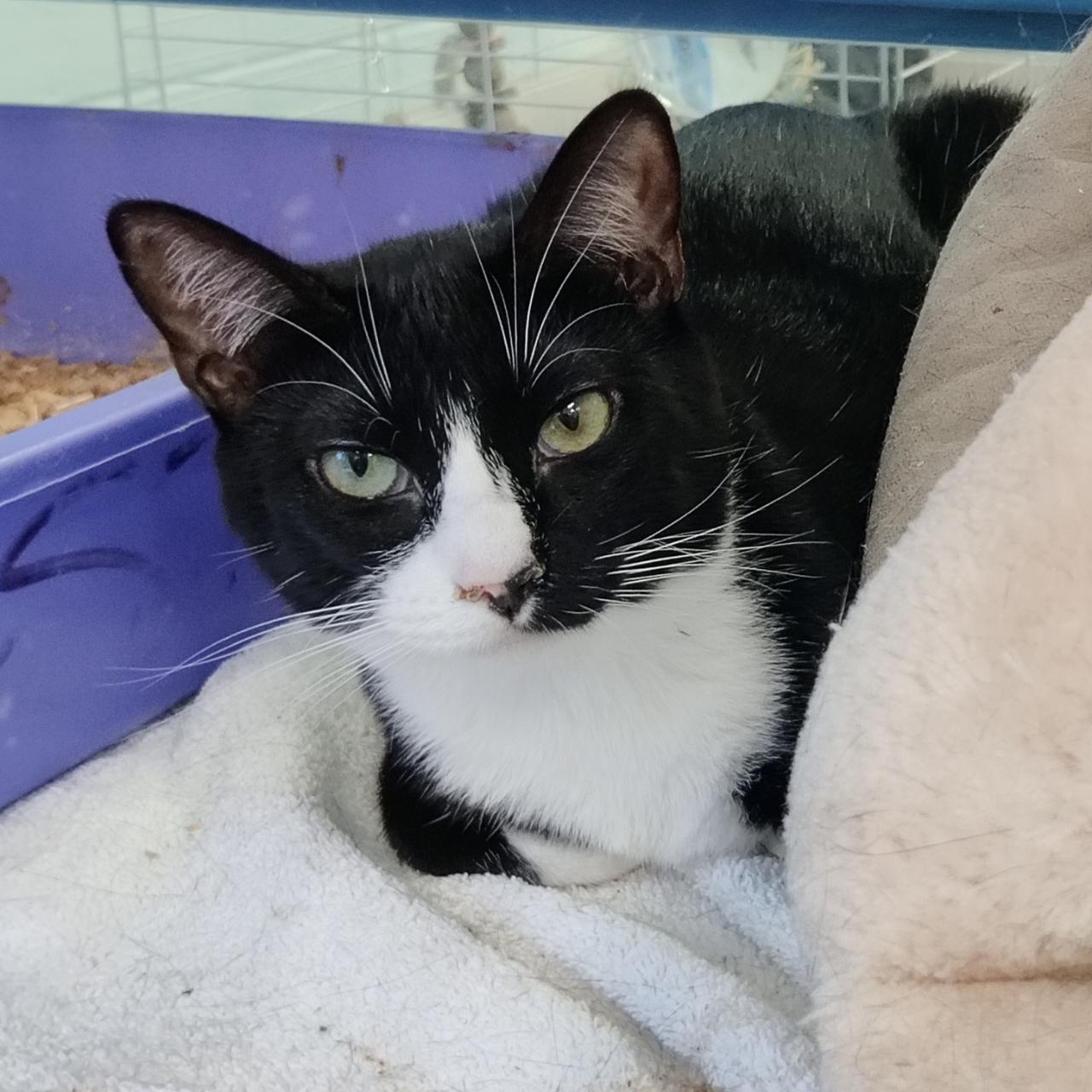 BW Jr.- Watch Her Blossom in Your Home!, Adoptable, Young Female Domestic Short Hair.