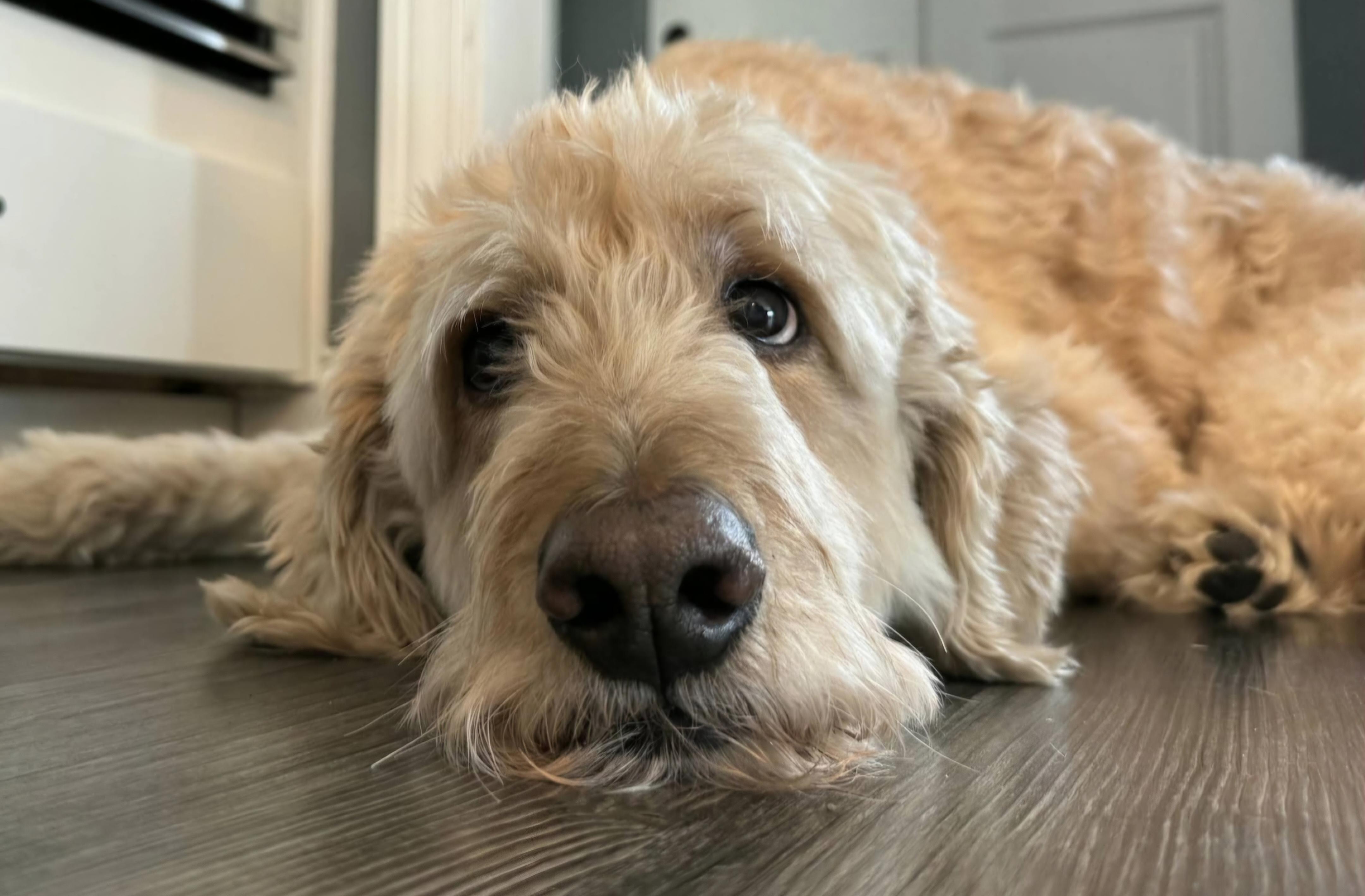Enlarge SIMBA, a Adoptable Goldendoodle in Sardinia, OH image 4/4
