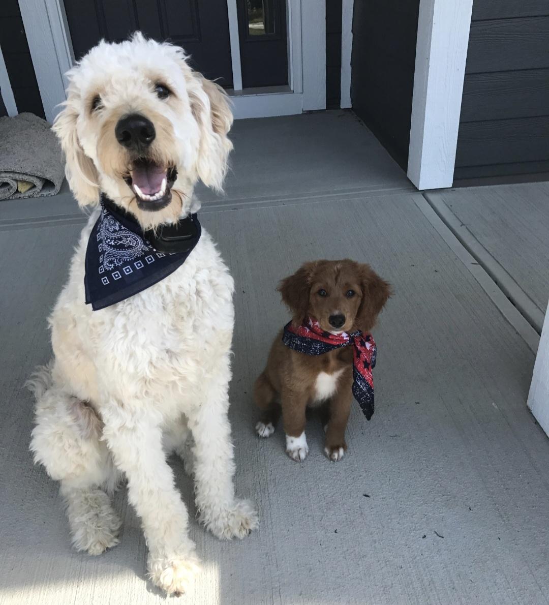 Enlarge SIMBA, a Adoptable Goldendoodle in Sardinia, OH image 2/4