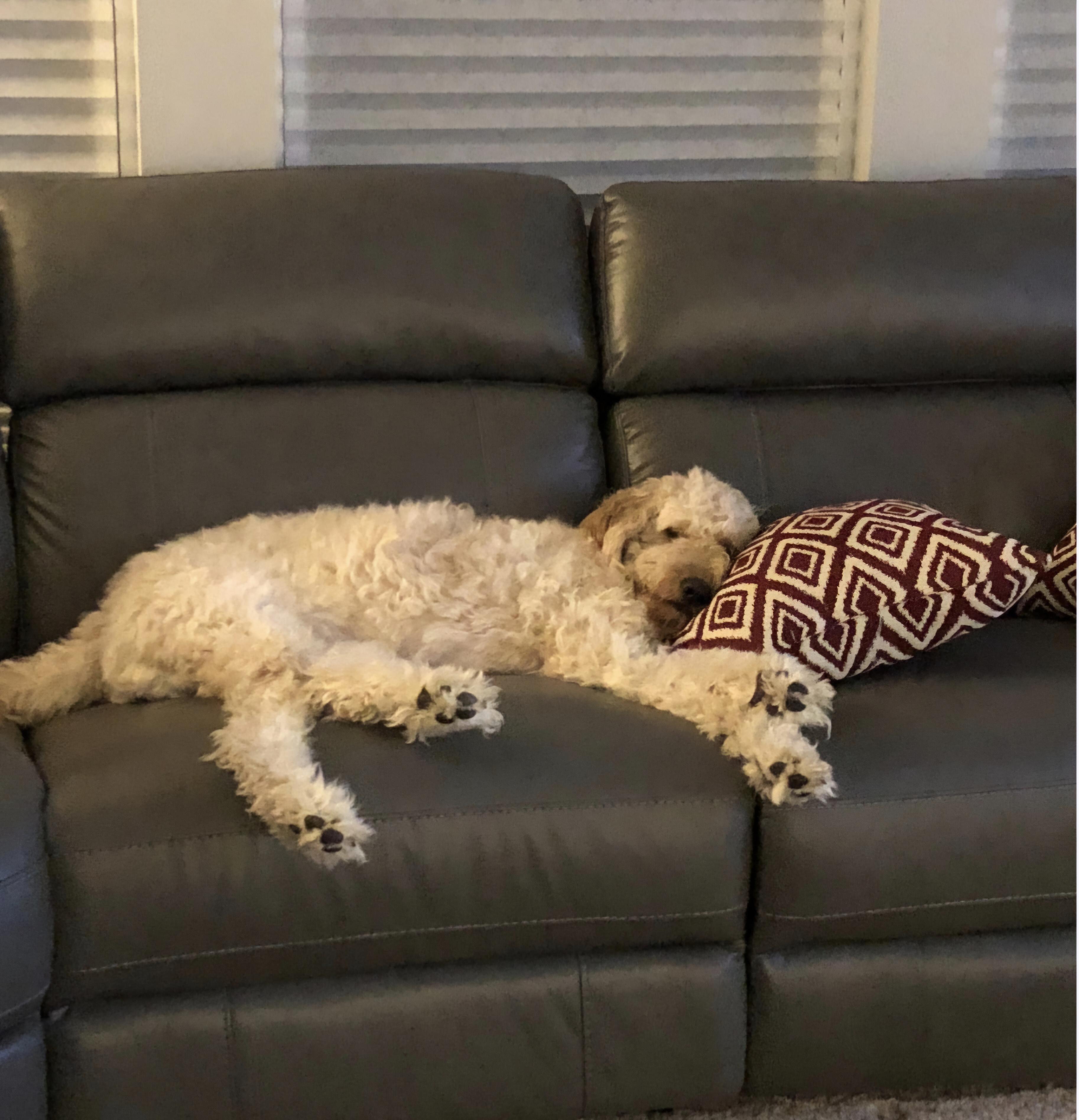 Enlarge SIMBA, a Adoptable Goldendoodle in Sardinia, OH image 3/4