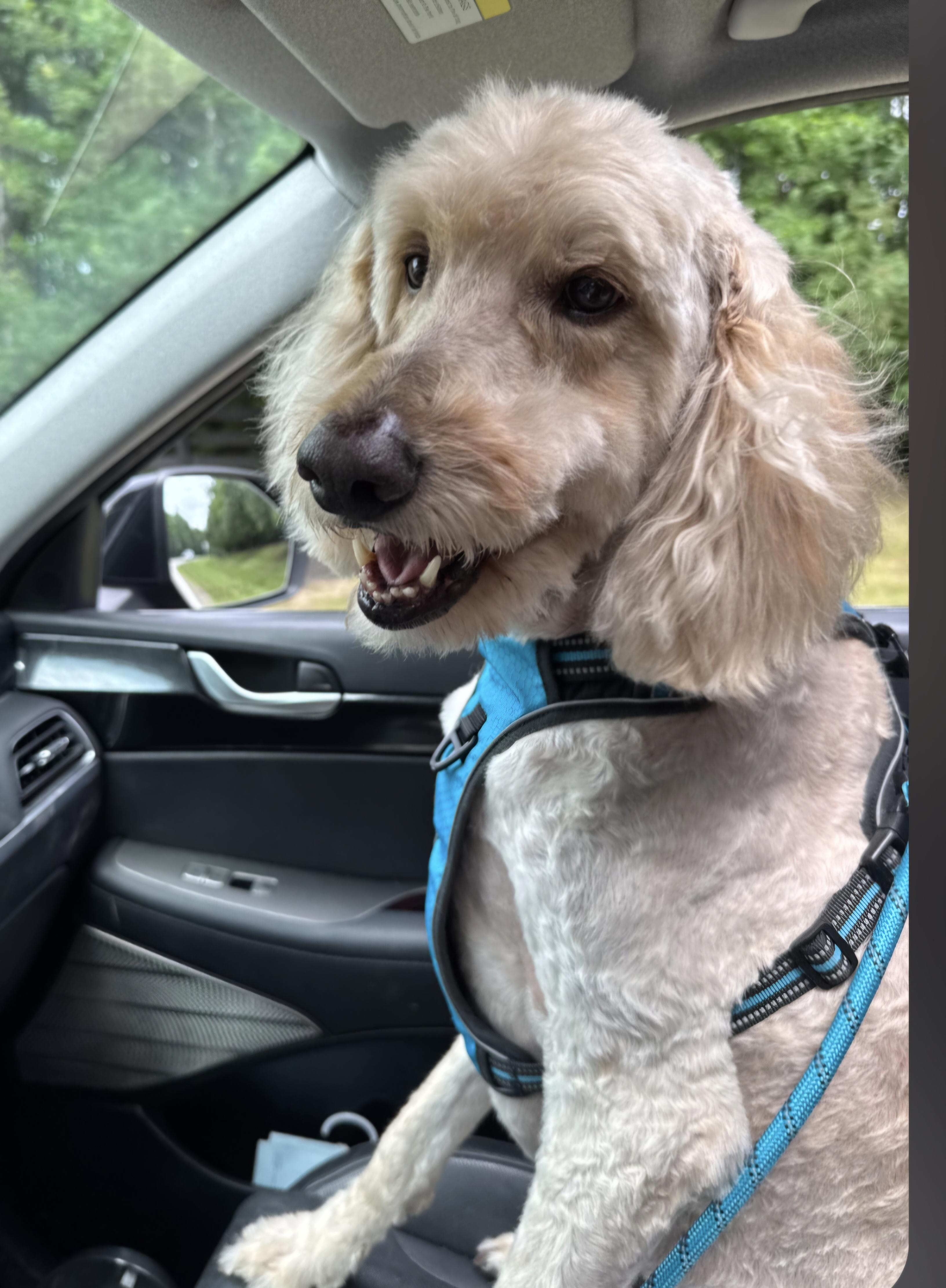 Enlarge SIMBA, a Adoptable Goldendoodle in Sardinia, OH image 1/4