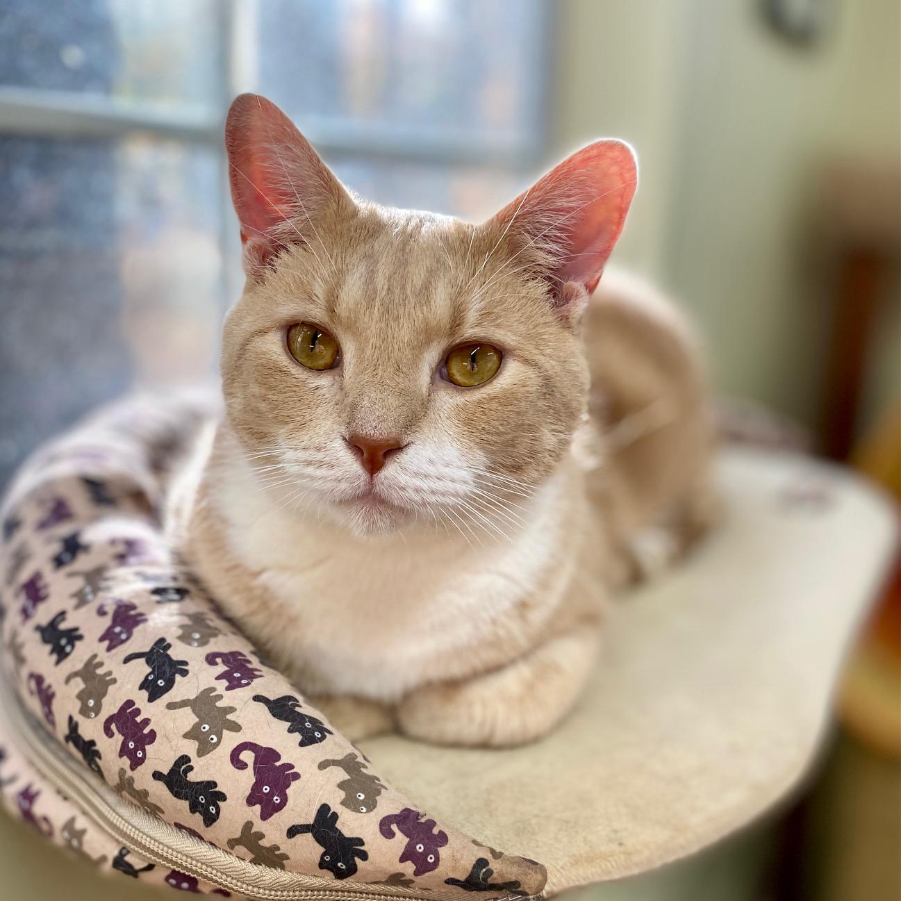 Queso, Adoptable, Adult Male Tabby.