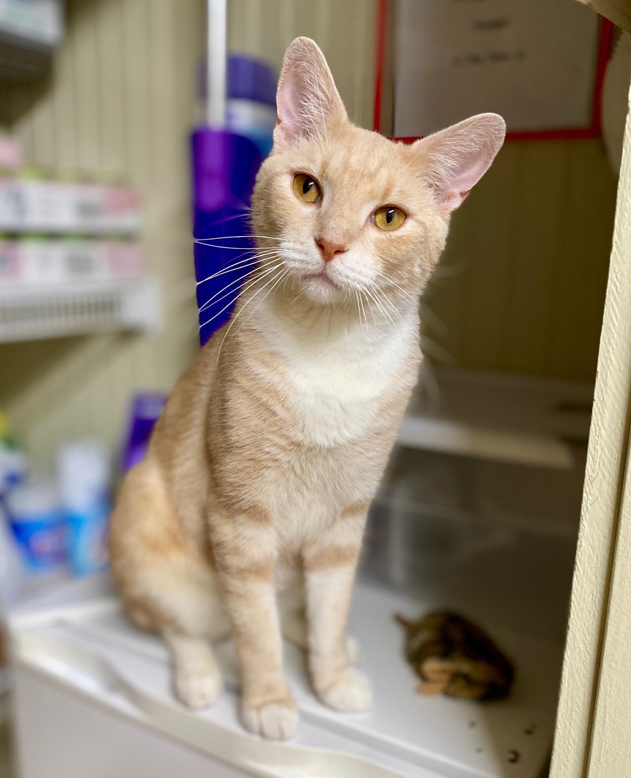 Enlarge Queso, a Adoptable Tabby in Jasper, GA image 2/3
