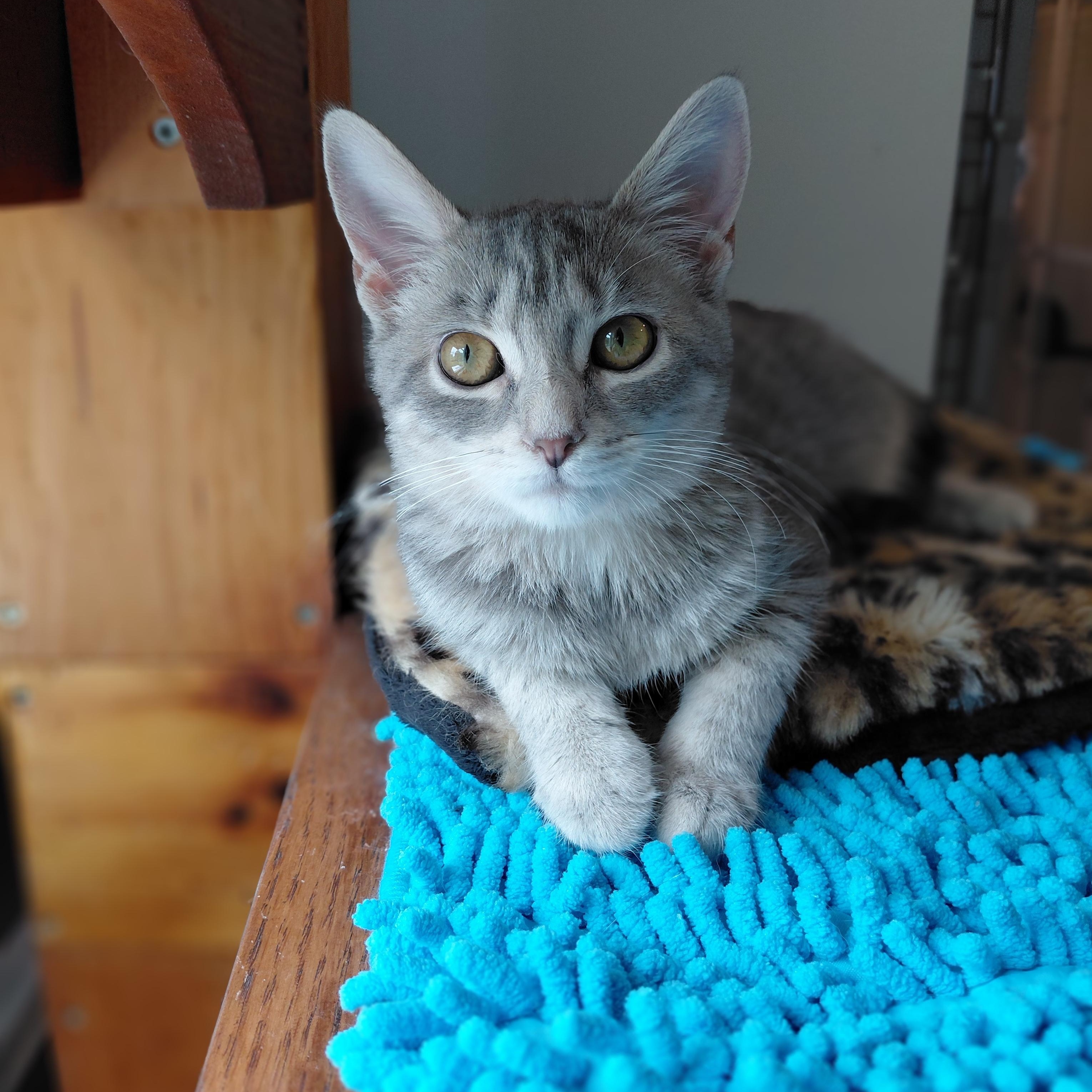 Gaz, adopted, Young Female Domestic Short Hair.