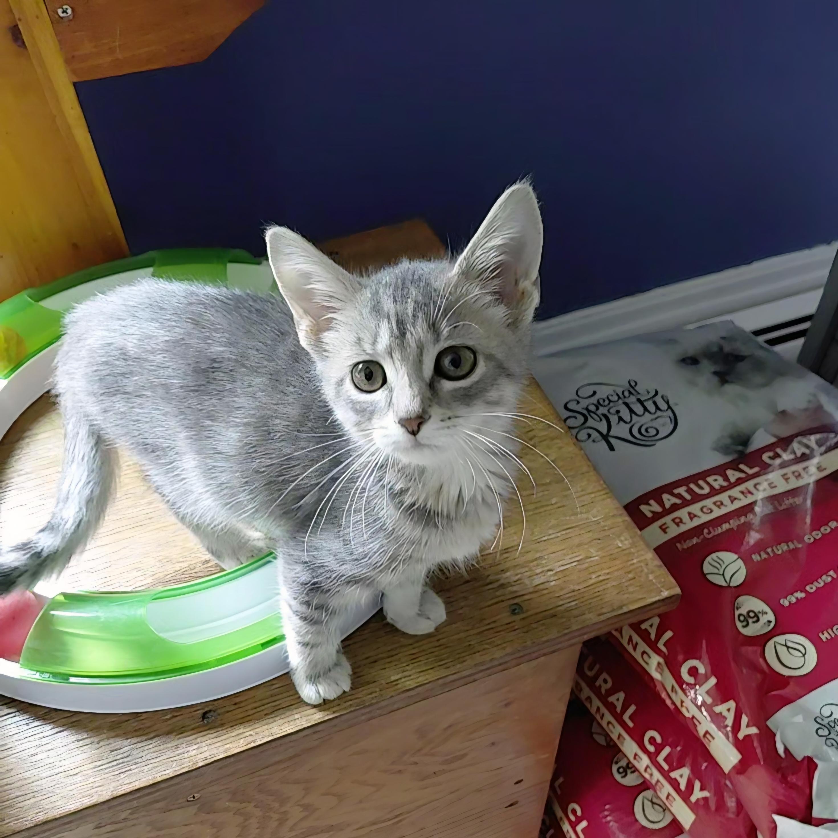 Enlarge Gaz, a ADOPTABLE Domestic Short Hair in Littleton, NH image 2/2