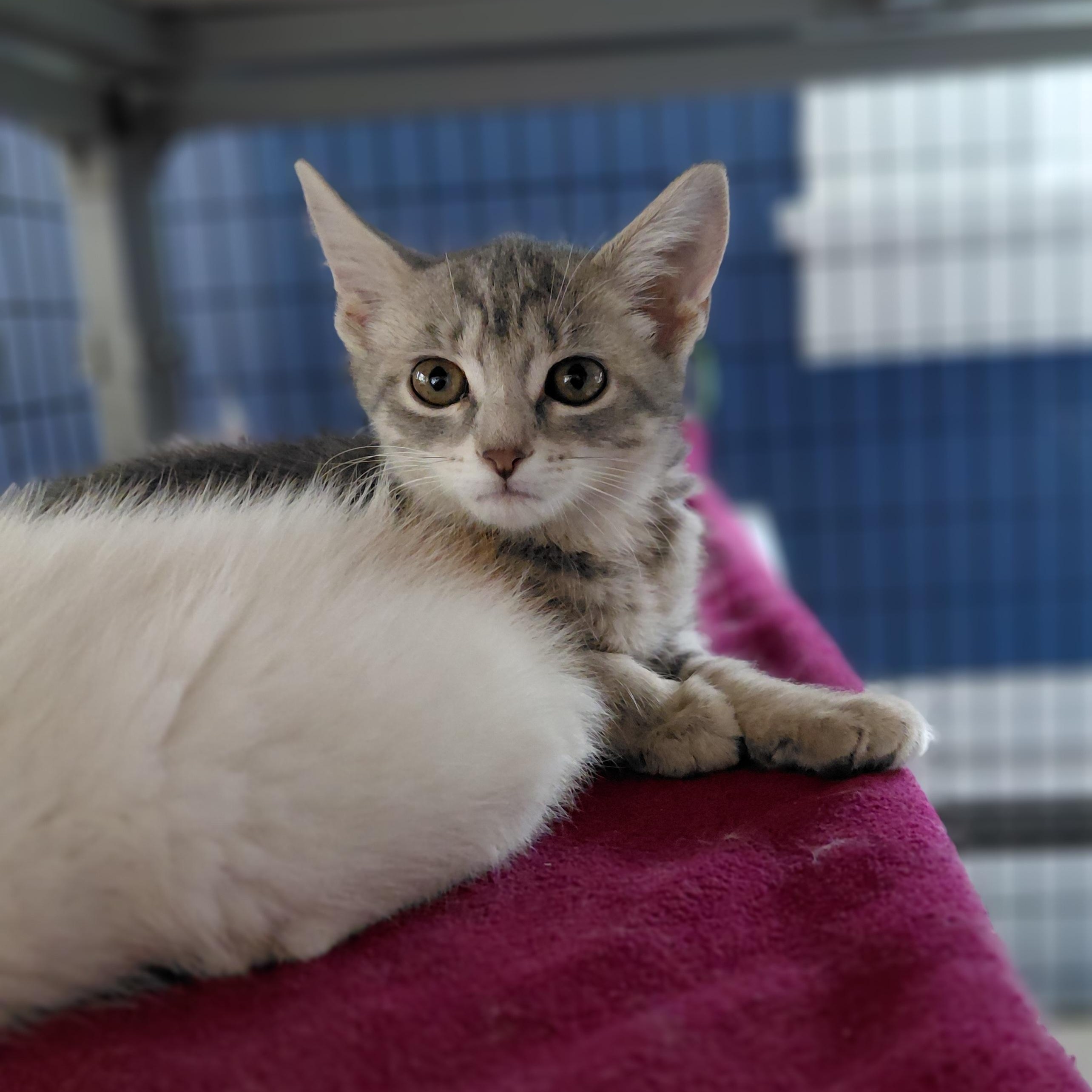 Gaz, ADOPTABLE, Kitten Female Domestic Short Hair.