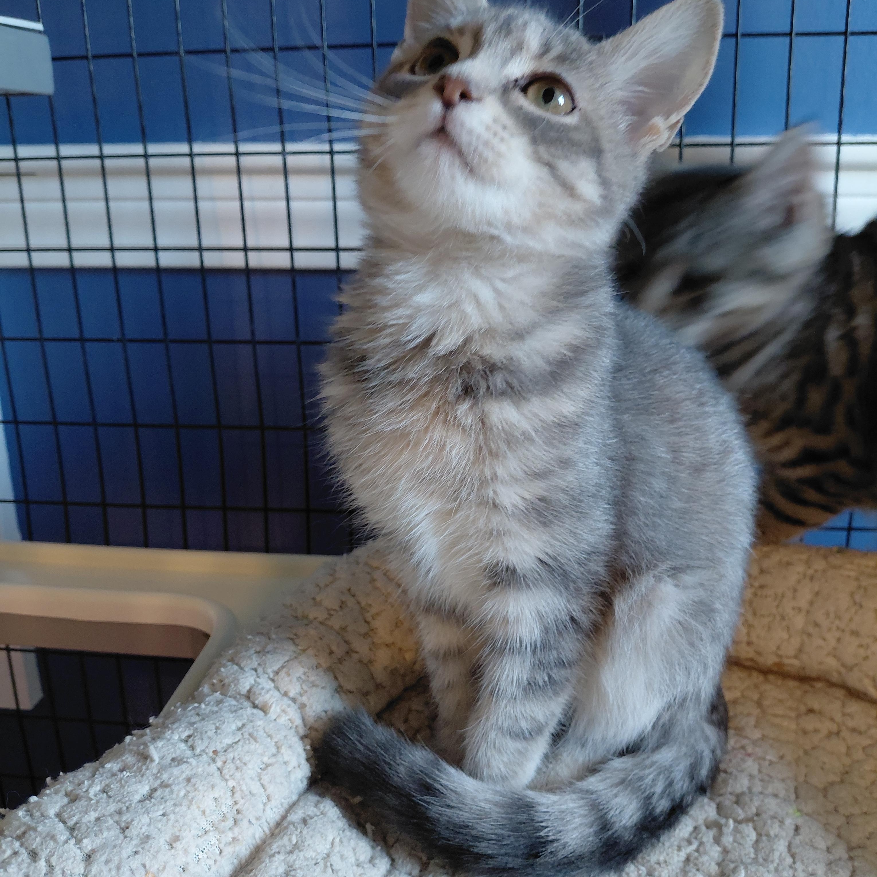 Gaz, an adopted Domestic Short Hair in Littleton, NH image 2/4