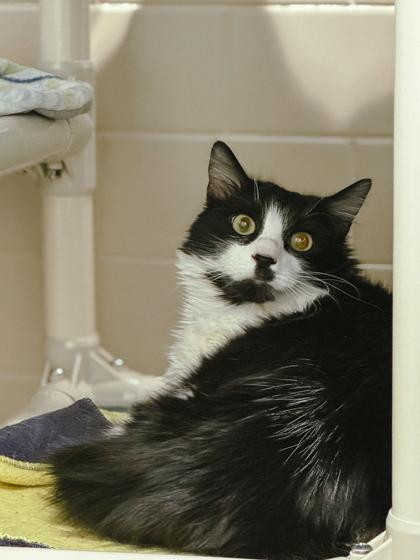 Enlarge Michael, a Adoptable mixed breed in Bellevue, WA image 1/3