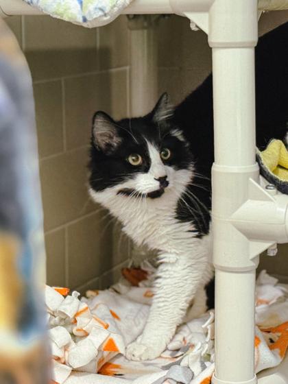 Enlarge Michael, a Adoptable mixed breed in Bellevue, WA image 2/3