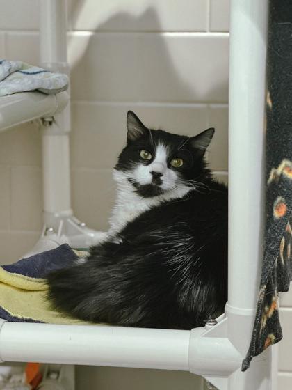 Enlarge Michael, a Adoptable mixed breed in Bellevue, WA image 3/3