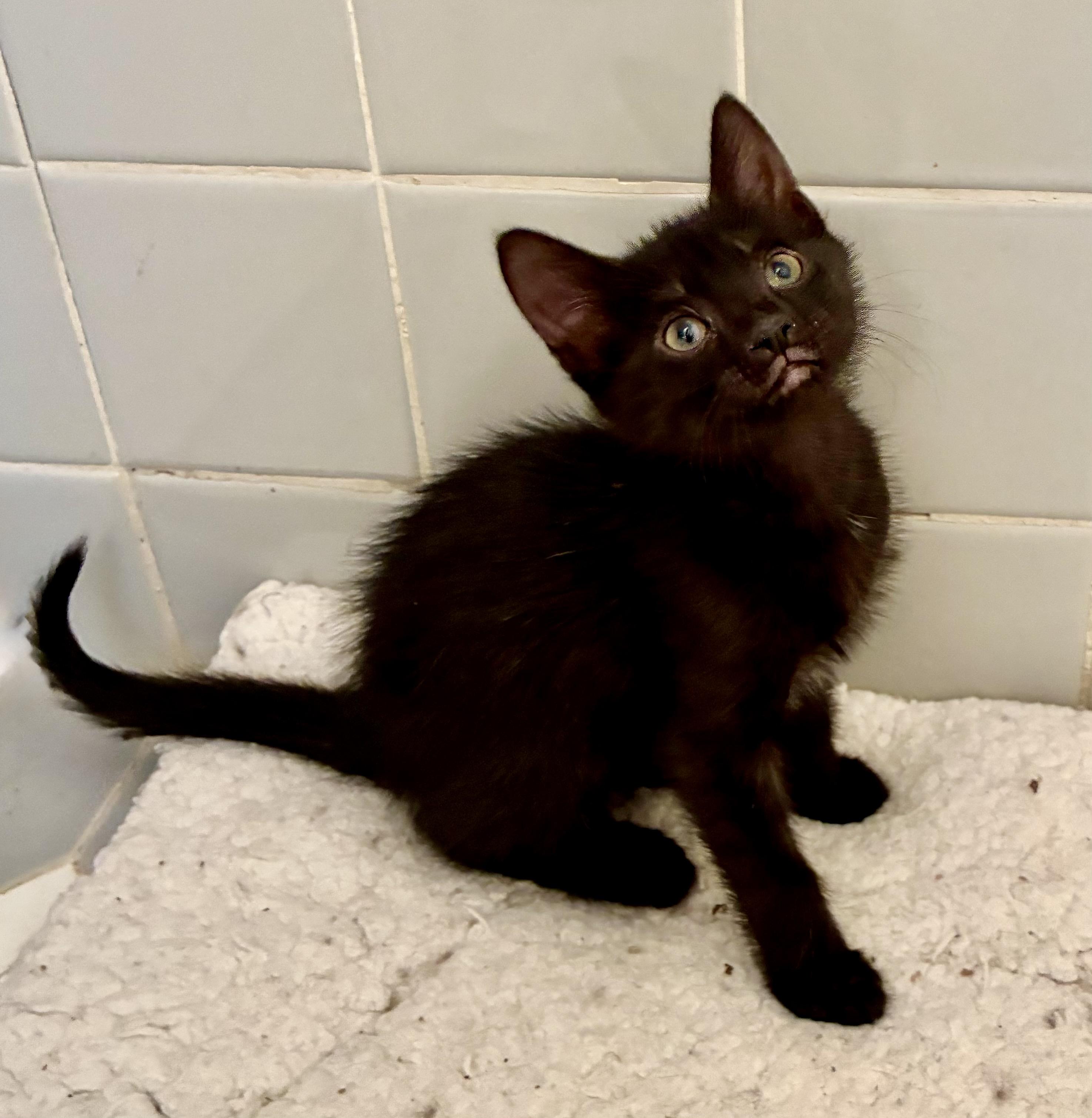 Siyah, a Adoptable Domestic Short Hair in River Edge, NJ image 3/5