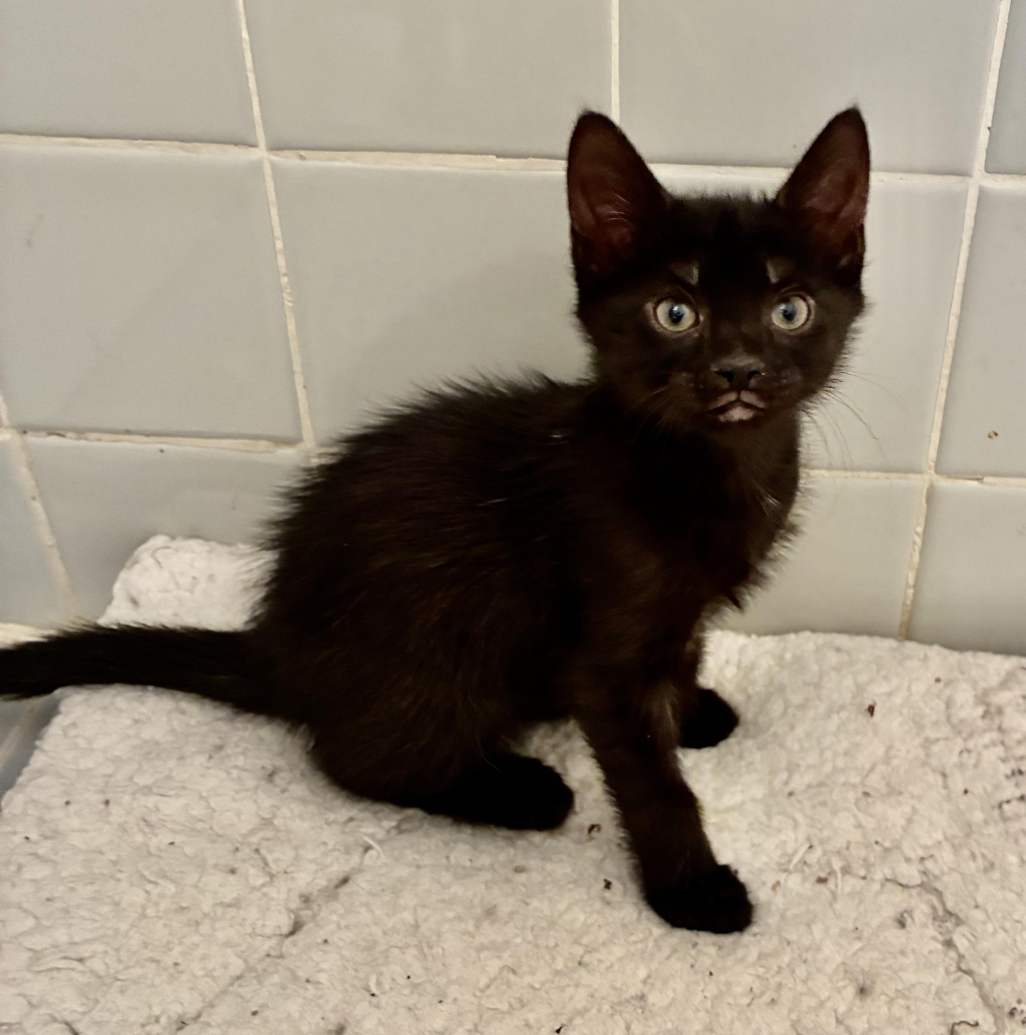 Siyah, a Adoptable Domestic Short Hair in River Edge, NJ image 1/5