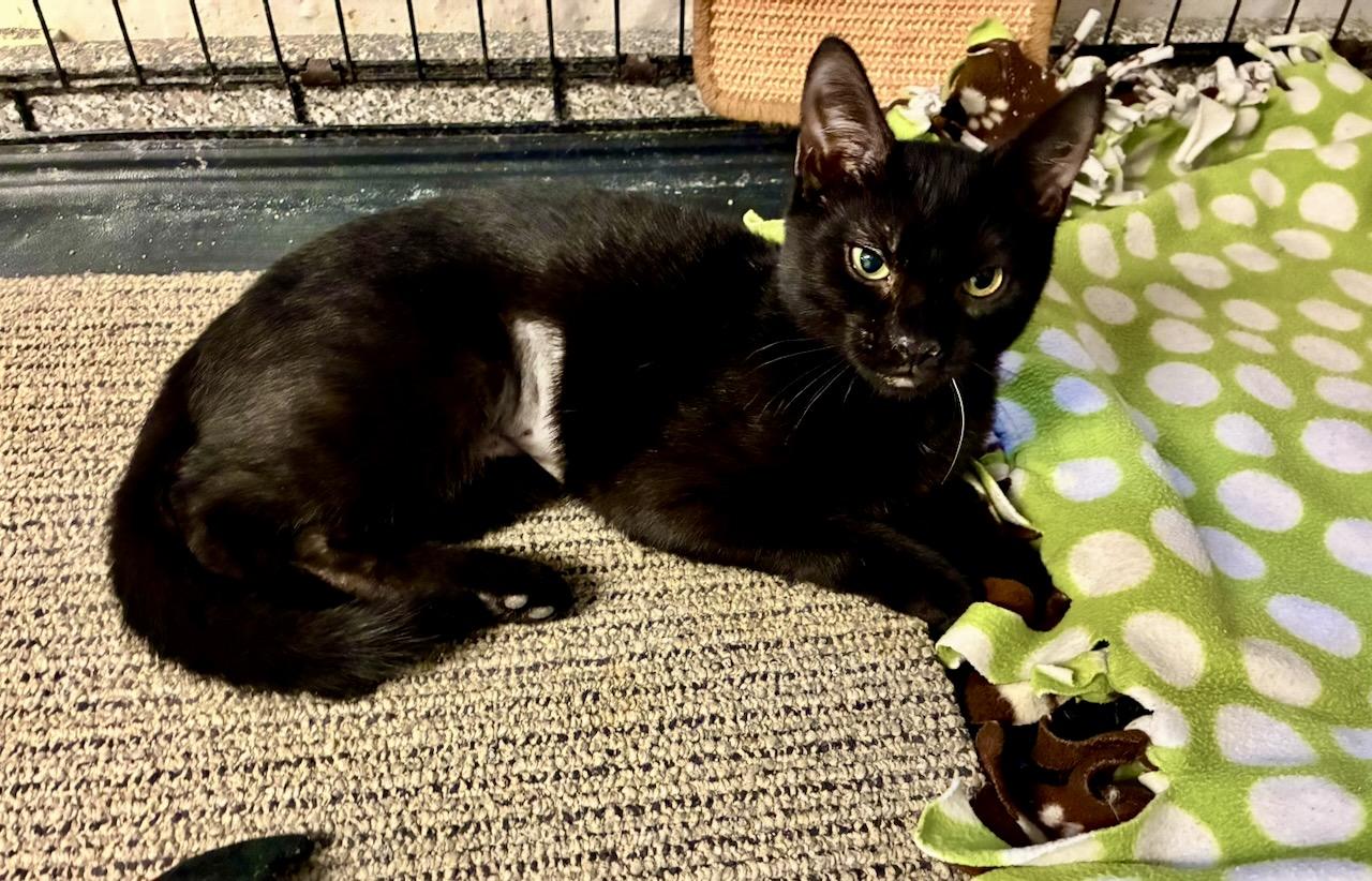 Enlarge Siyah, an adoptable Domestic Short Hair in River Edge, NJ image 2/5