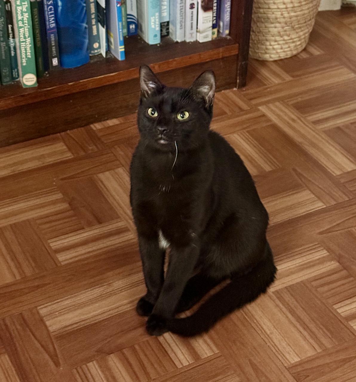 Siyah, Adopted, Kitten Female Domestic Short Hair.