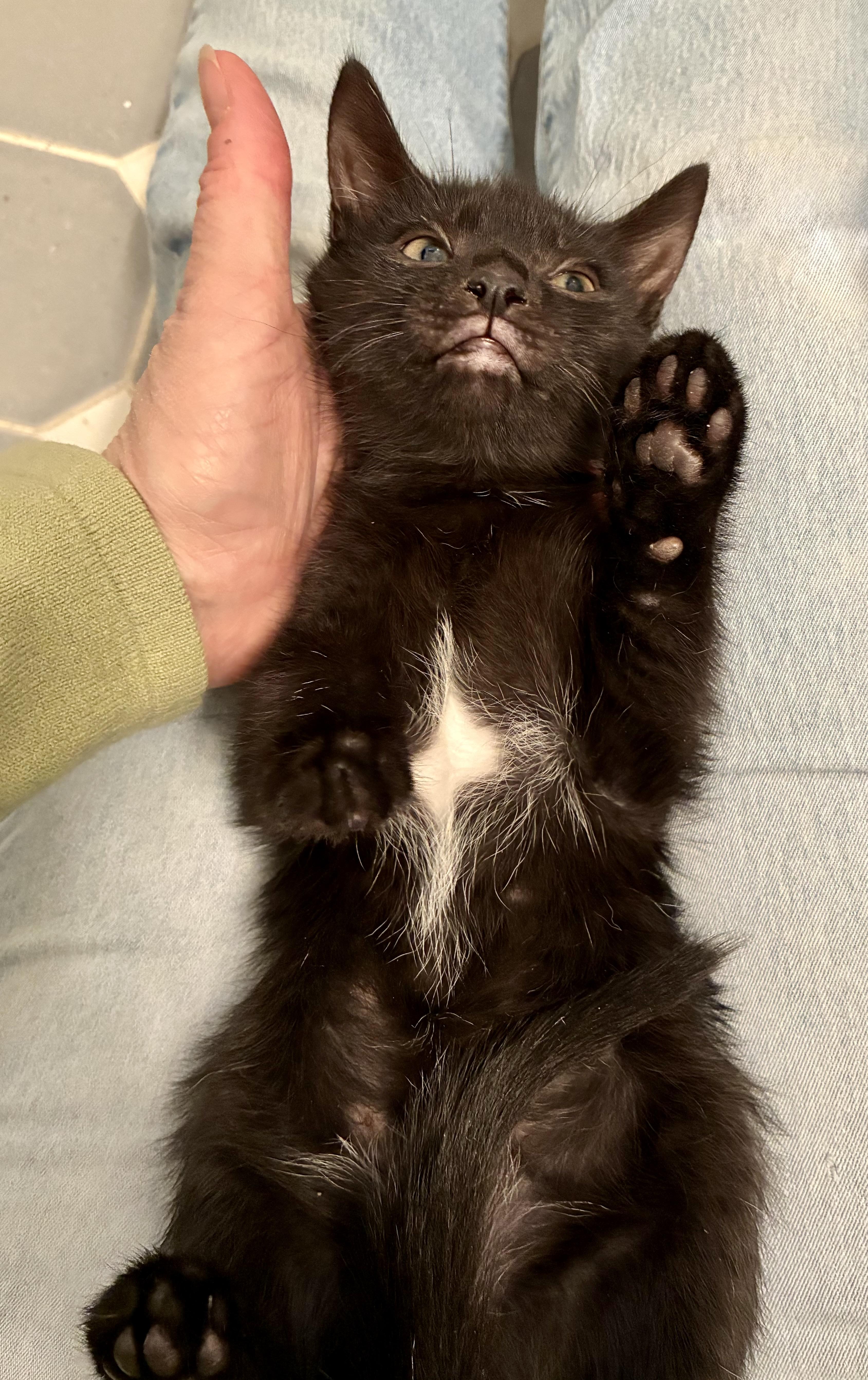 Siyah, a Adoptable Domestic Short Hair in River Edge, NJ image 5/5