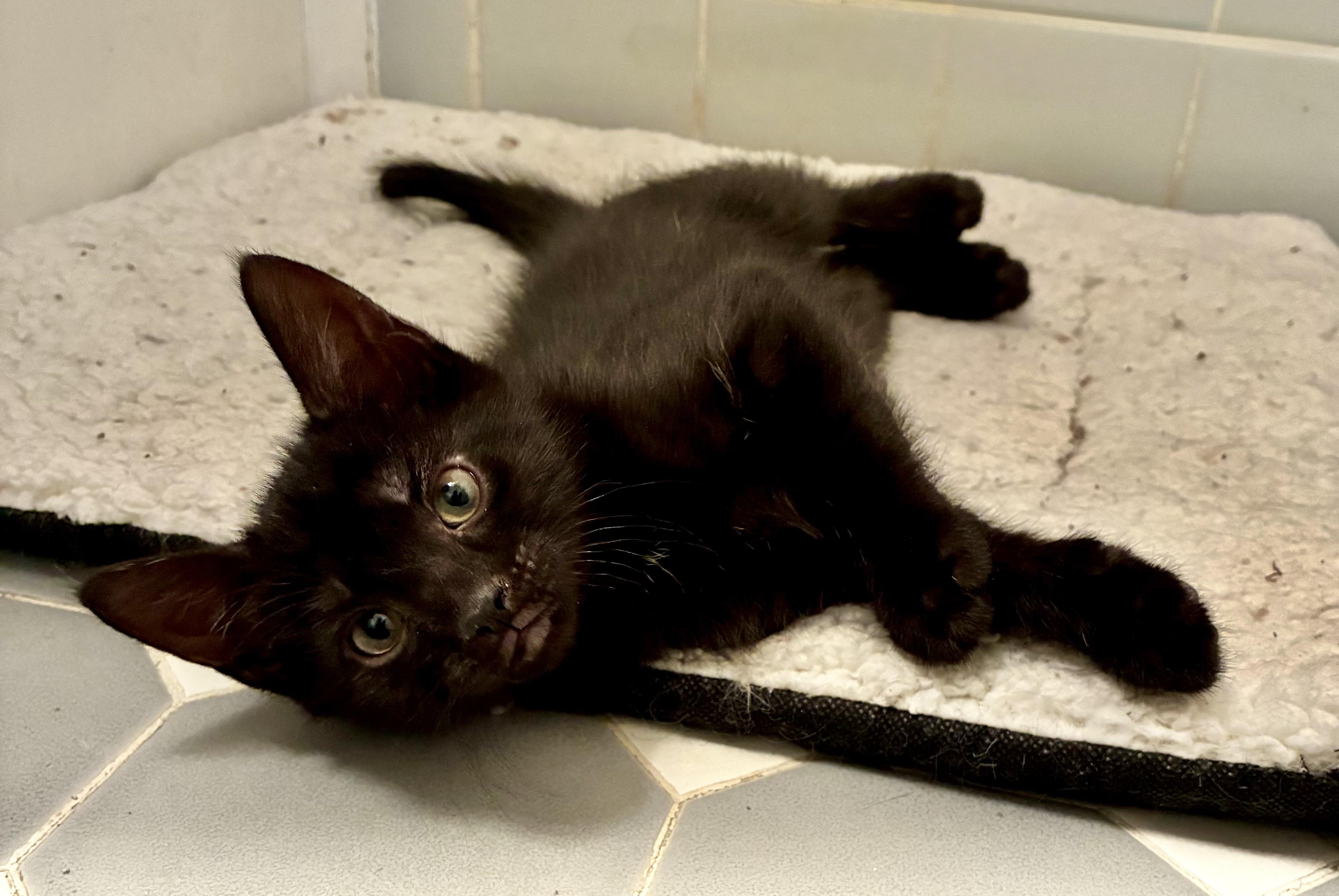 Siyah, a Adoptable Domestic Short Hair in River Edge, NJ image 4/5