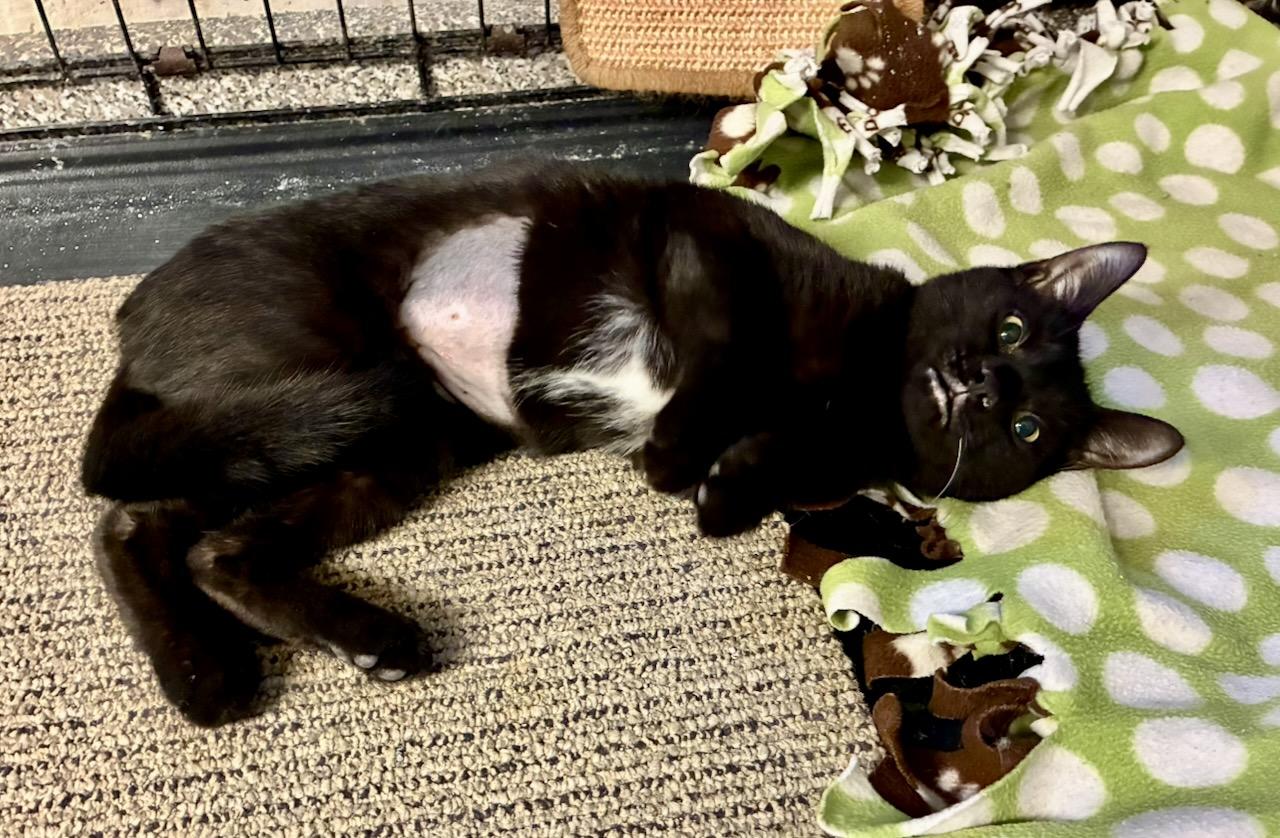 Enlarge Siyah, an adoptable Domestic Short Hair in River Edge, NJ image 5/5