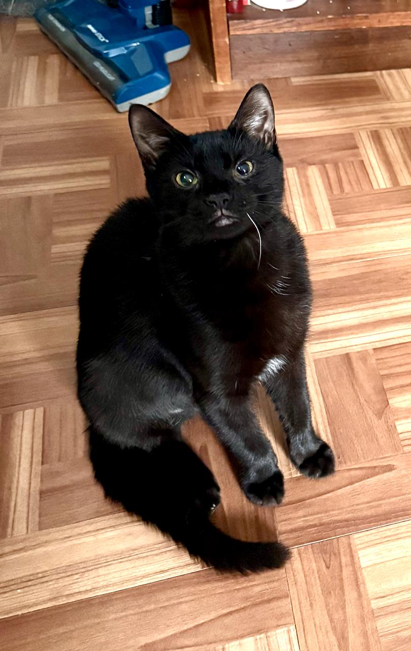 Enlarge Siyah, a Adopted Domestic Short Hair in River Edge, NJ image 2/6