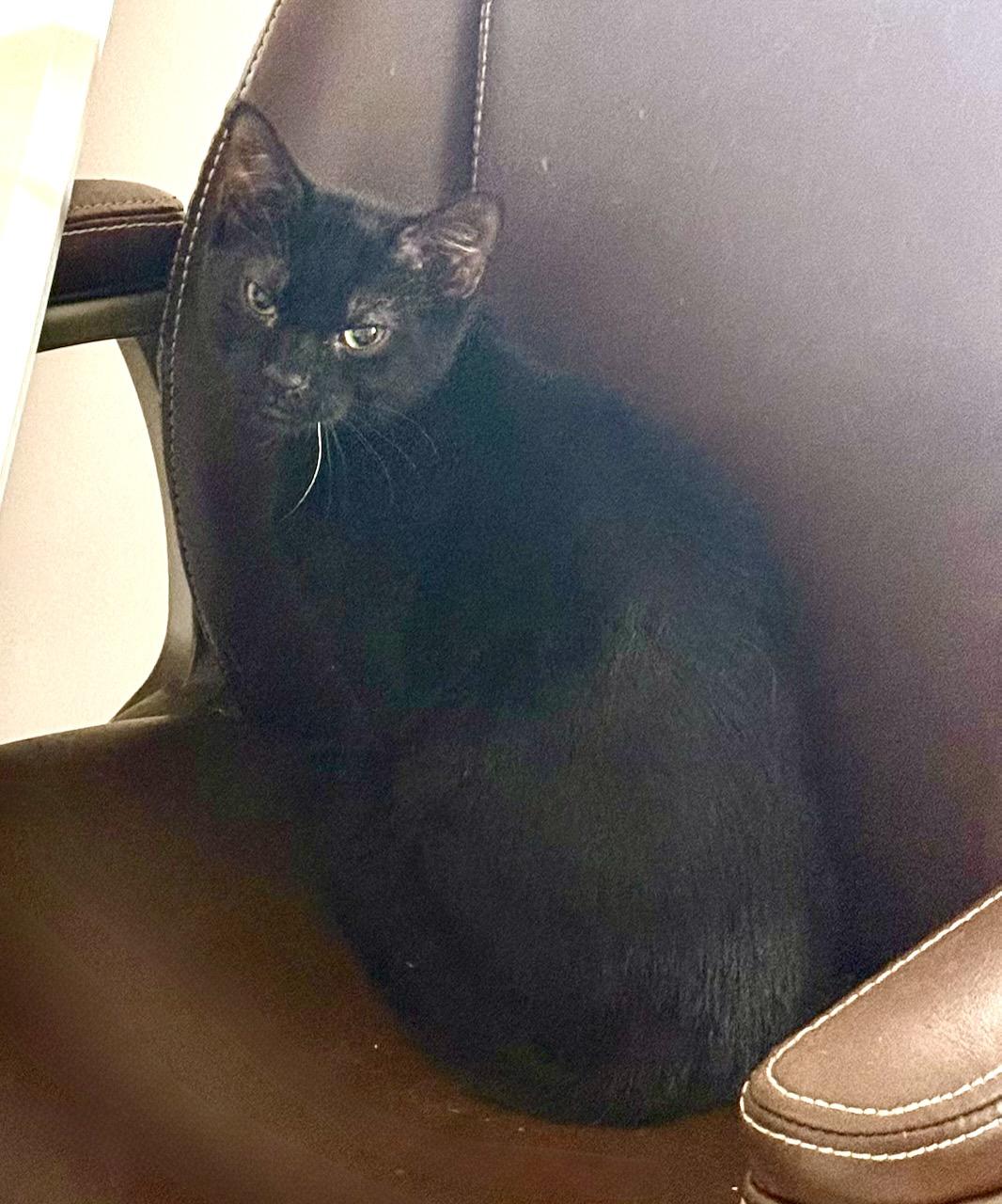 Siyah, adoptable, Young Female Domestic Short Hair.