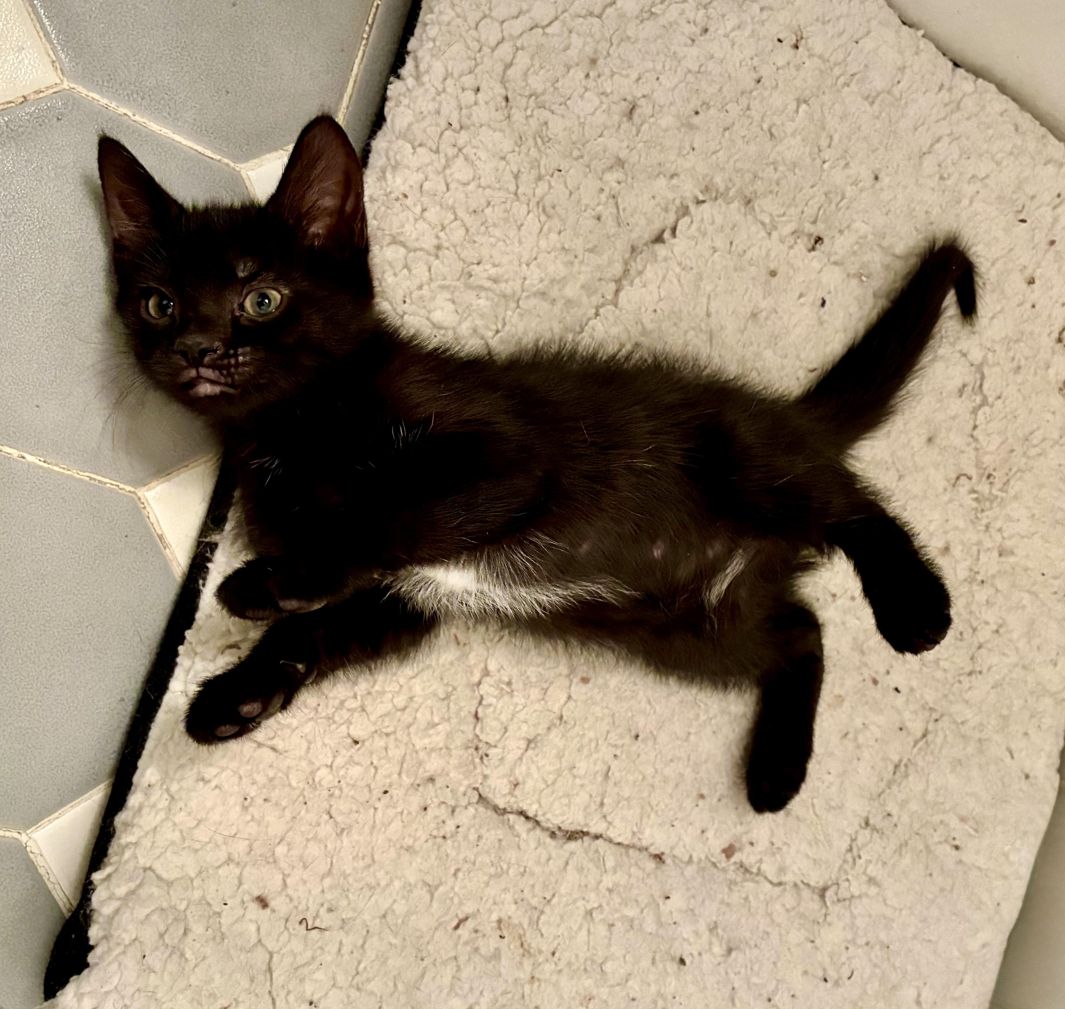 Siyah, a Adoptable Domestic Short Hair in River Edge, NJ image 2/5