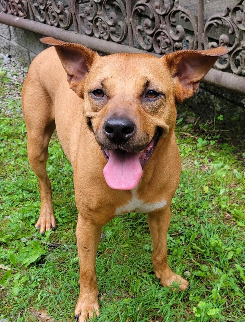 SKY, Adoptable, Adult Female Carolina Dog & Black Mouth Cur.