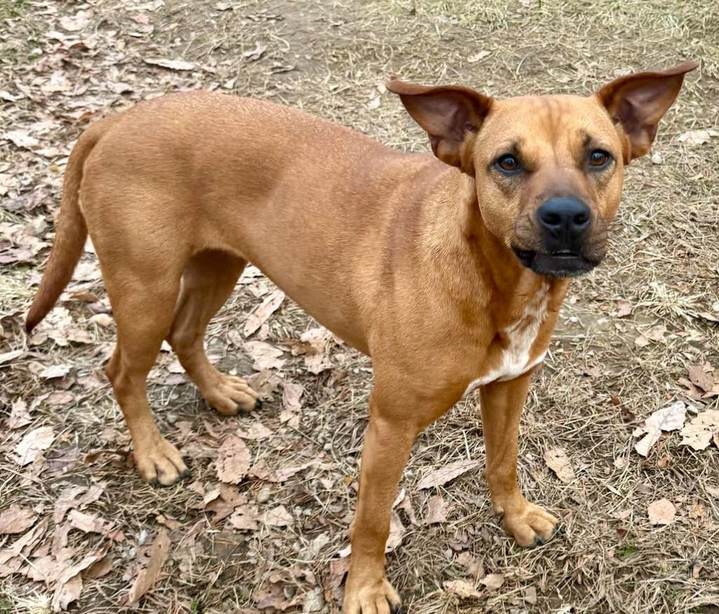 Enlarge SKY, a Adoptable mixed breed in Crossville, TN image 1/6