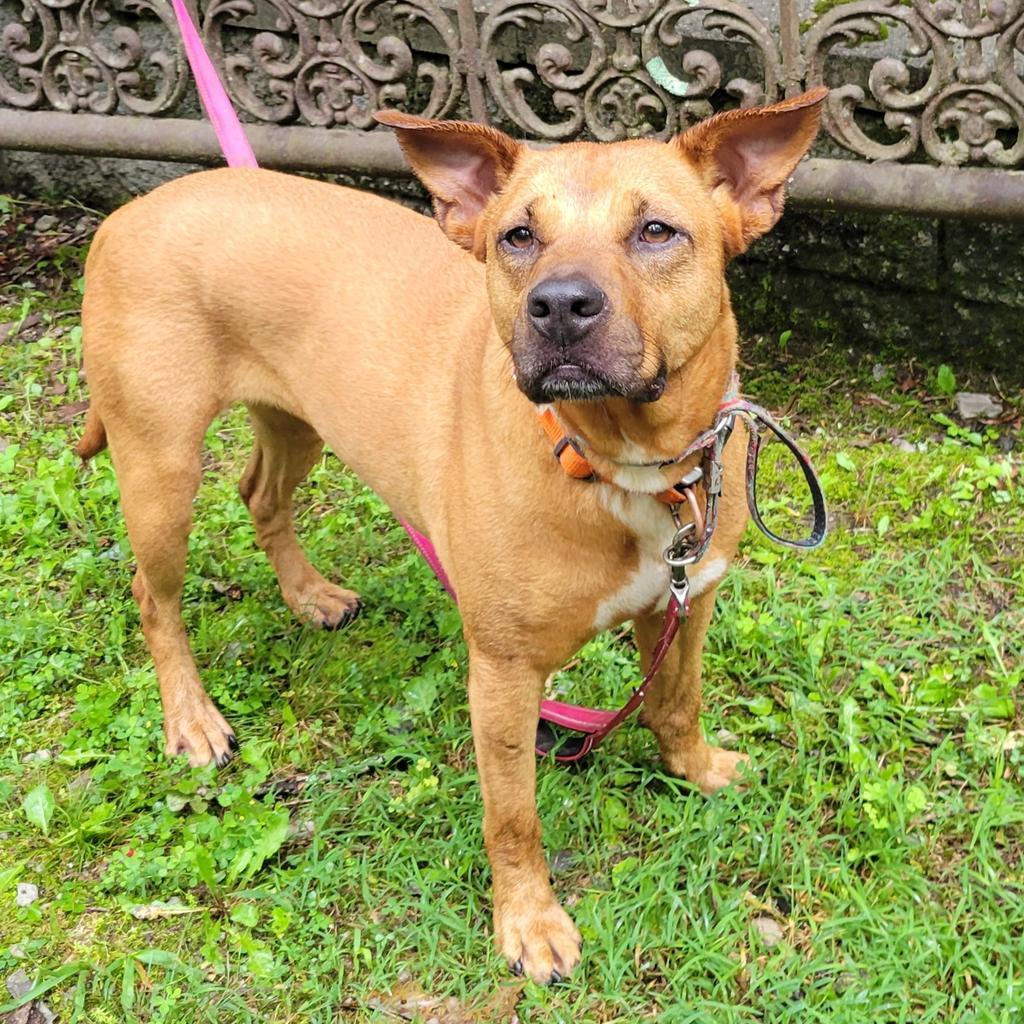 Enlarge SKY, a Adoptable mixed breed in Crossville, TN image 2/6