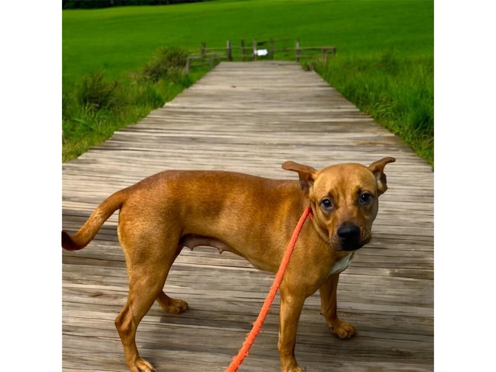 Enlarge SKY, a Adoptable mixed breed in Crossville, TN image 3/6