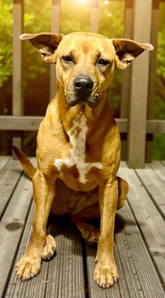 Enlarge SKY, a Adoptable mixed breed in Crossville, TN image 5/6