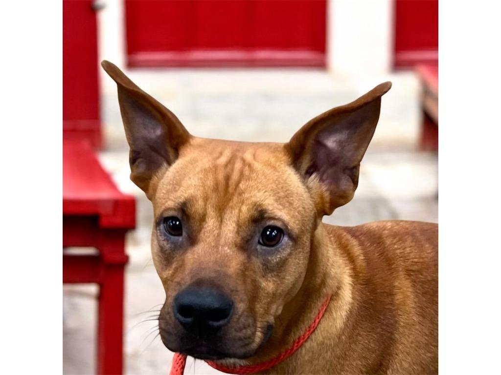 Enlarge SKY, a Adoptable mixed breed in Crossville, TN image 5/6