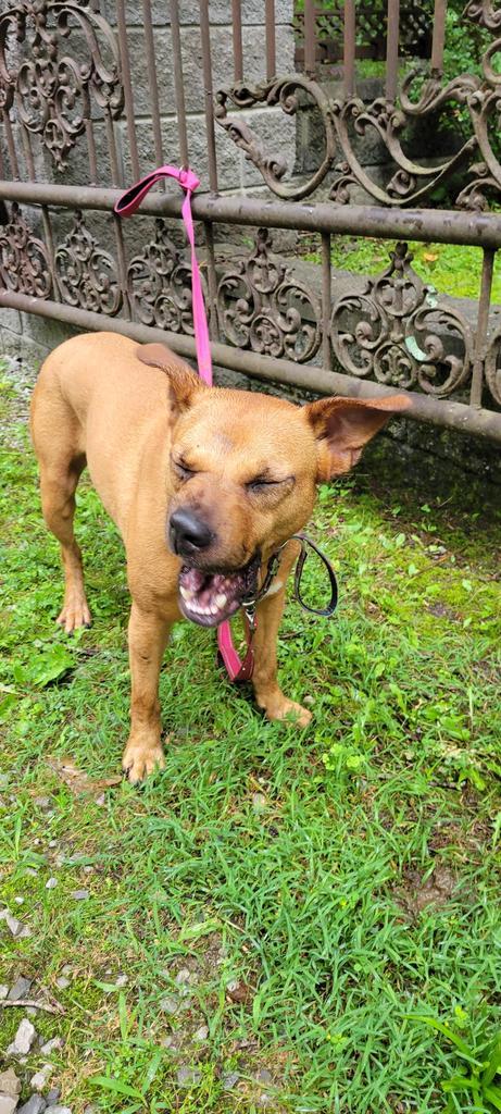 Enlarge SKY, a Adoptable mixed breed in Crossville, TN image 6/6