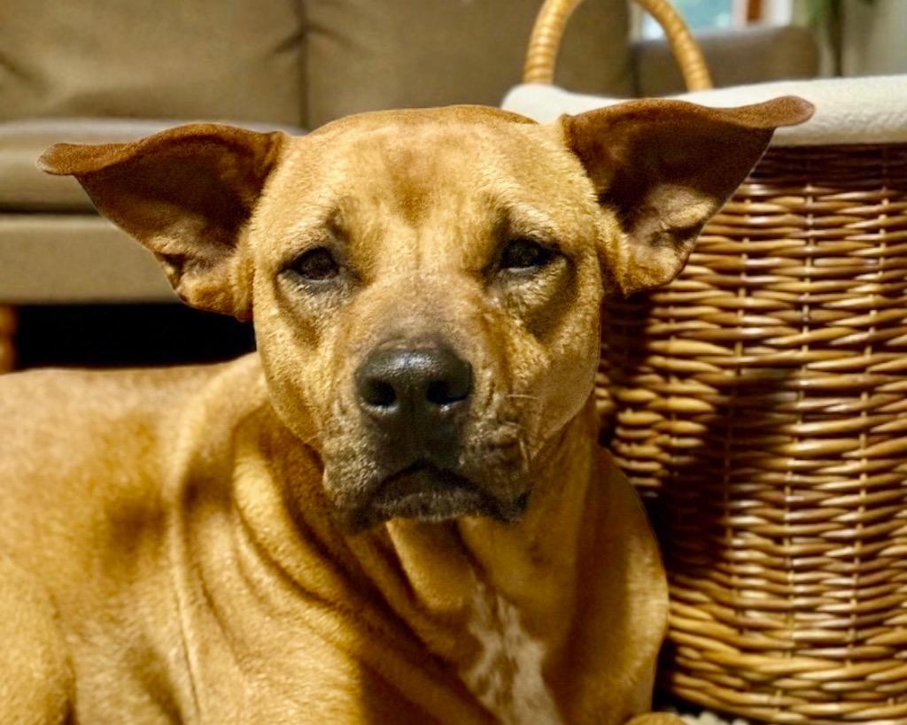 Enlarge SKY, a Adoptable mixed breed in Crossville, TN image 6/6