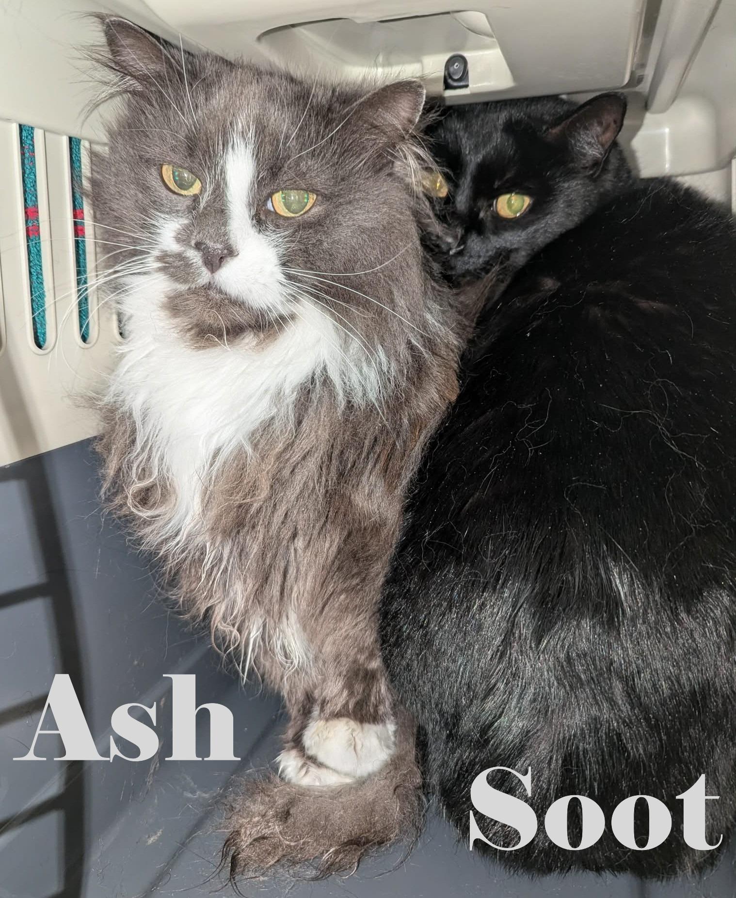 Ash & Soot, adopted, Adult Female Domestic Long Hair.