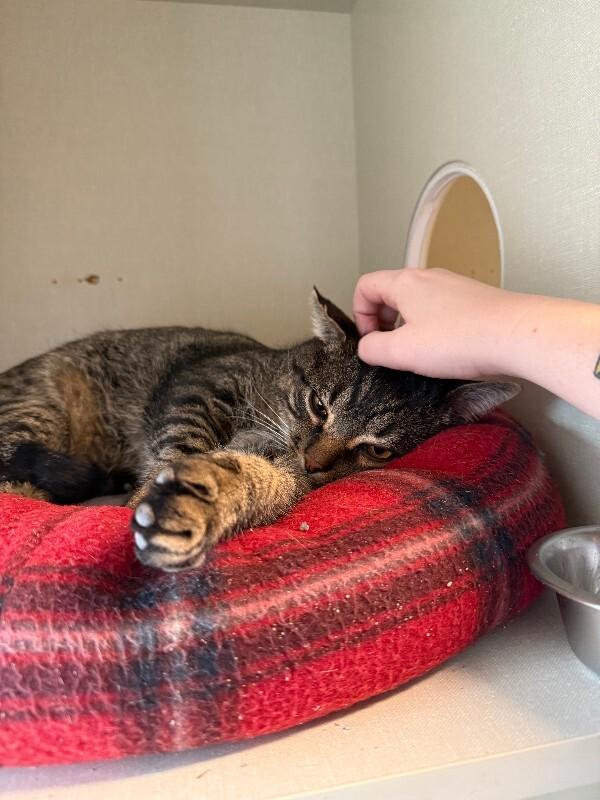 Trouble Nuggets, Adoptable, Adult Male Domestic Short Hair.