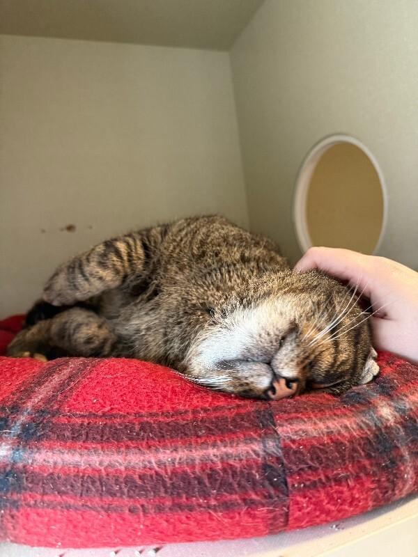 Enlarge Trouble Nuggets, a Adoptable Domestic Short Hair in Westminster, CO image 2/6