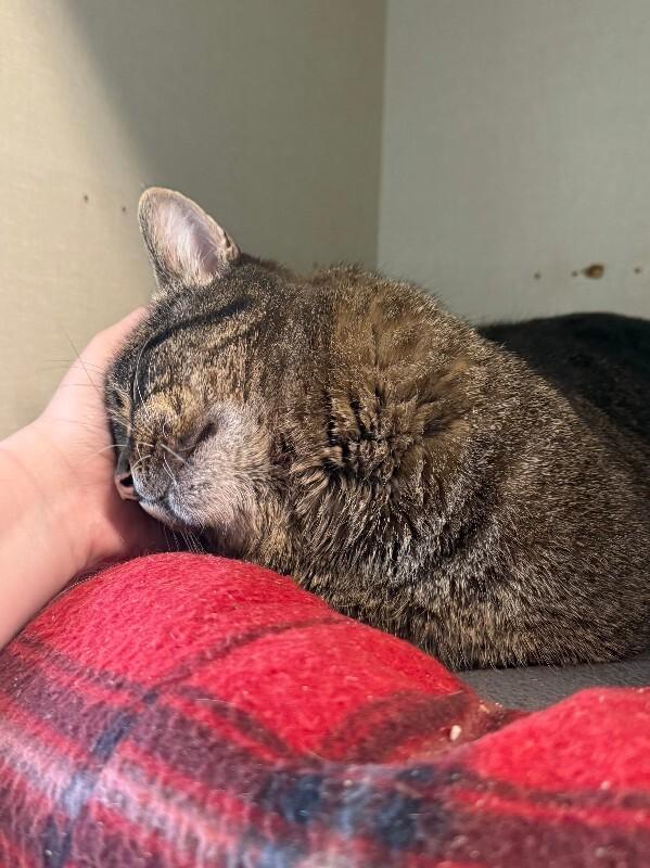 Enlarge Trouble Nuggets, a Adoptable Domestic Short Hair in Westminster, CO image 4/6