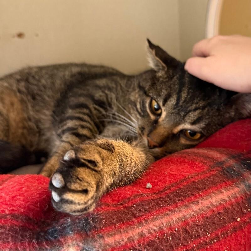Enlarge Trouble Nuggets, a Adoptable Domestic Short Hair in Westminster, CO image 5/6