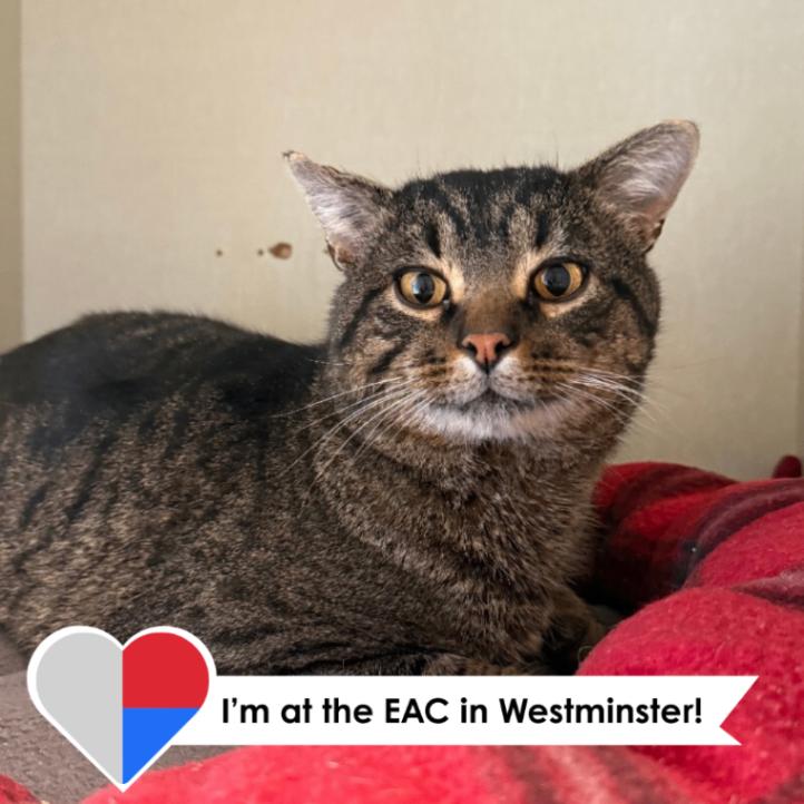 Enlarge Trouble Nuggets, a Adoptable Domestic Short Hair in Westminster, CO image 6/6