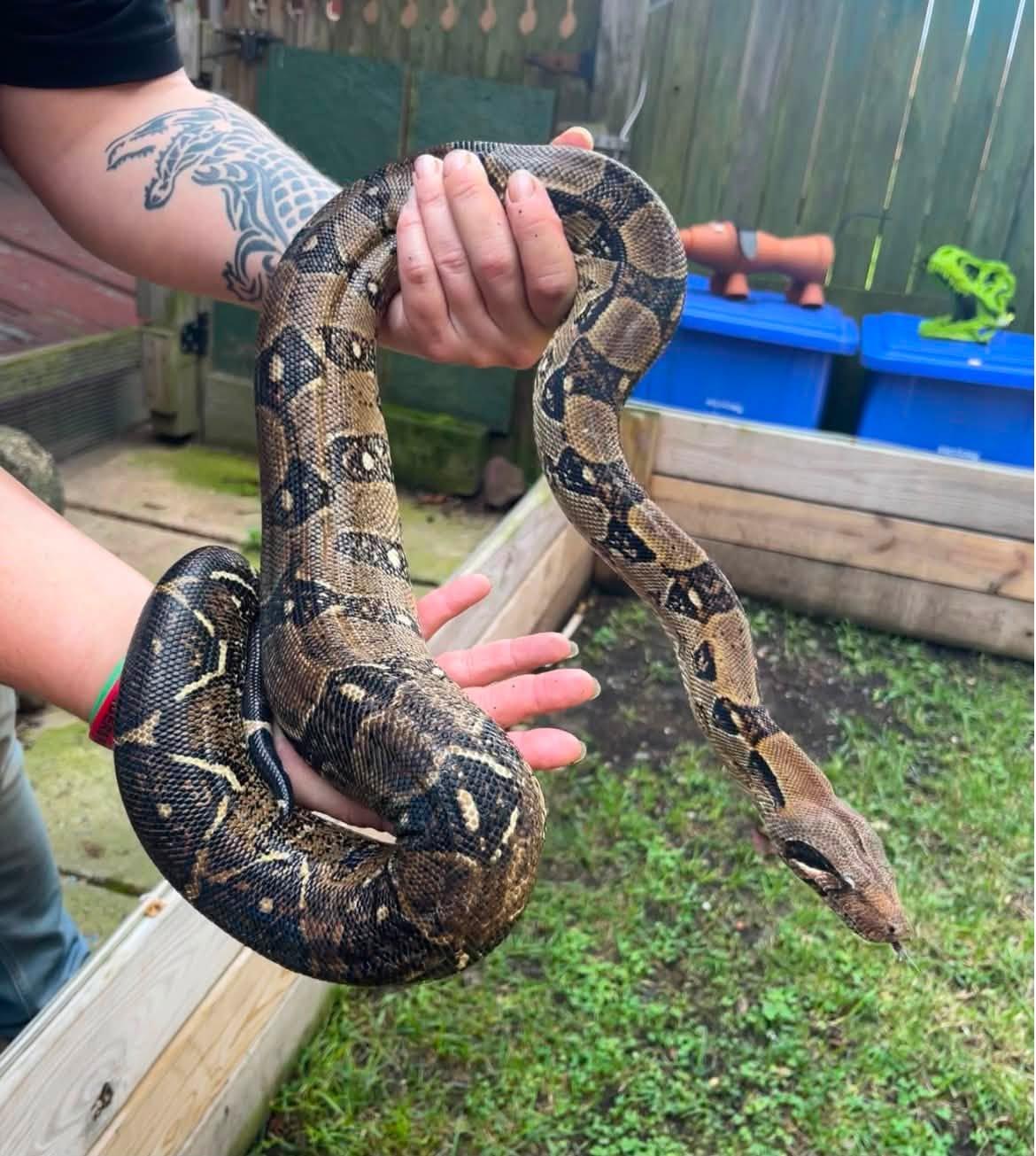 Enlarge Pearl, a ADOPTABLE Boa Constrictor in Palmerton, PA image 1/3