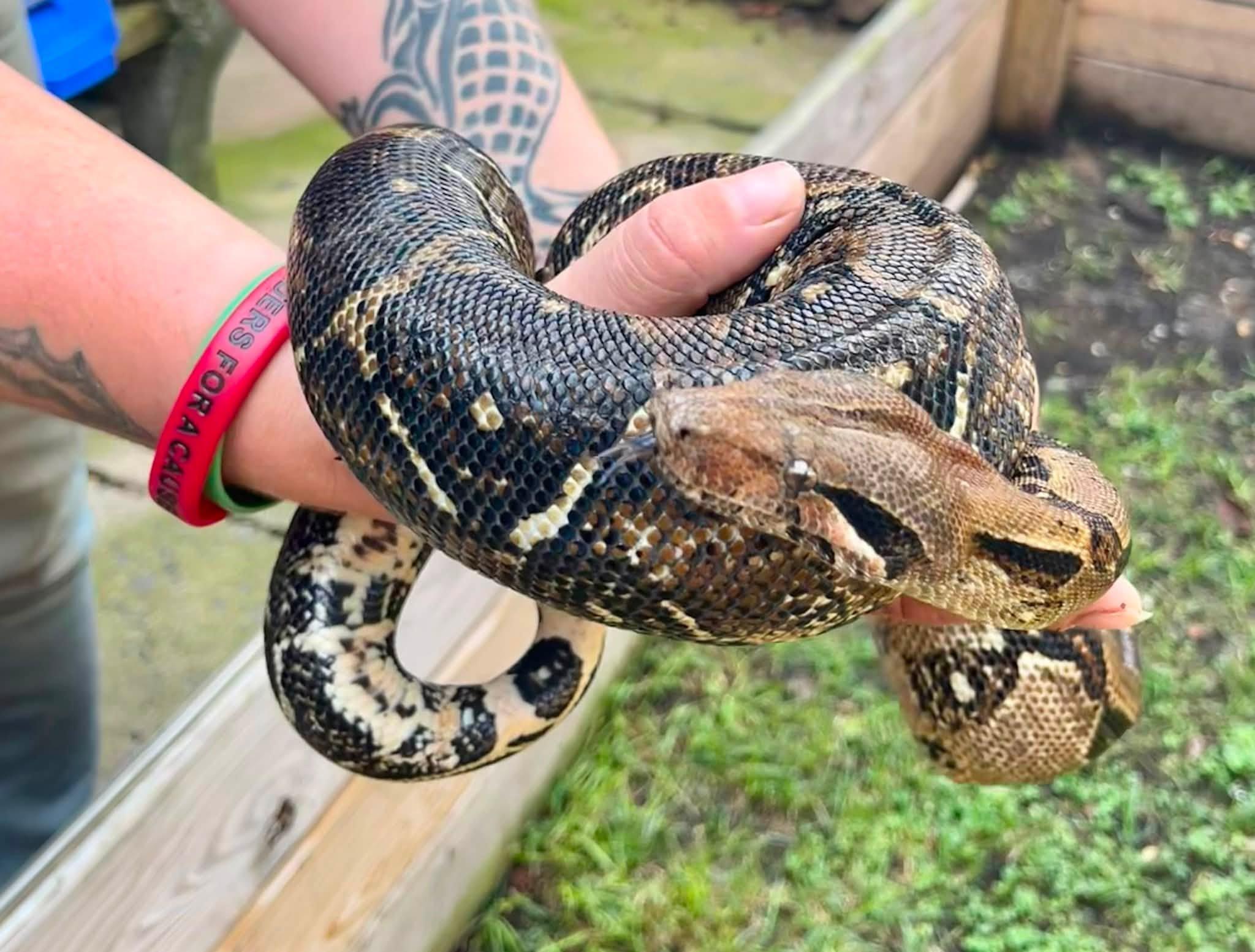 Enlarge Pearl, a ADOPTABLE Boa Constrictor in Palmerton, PA image 2/3