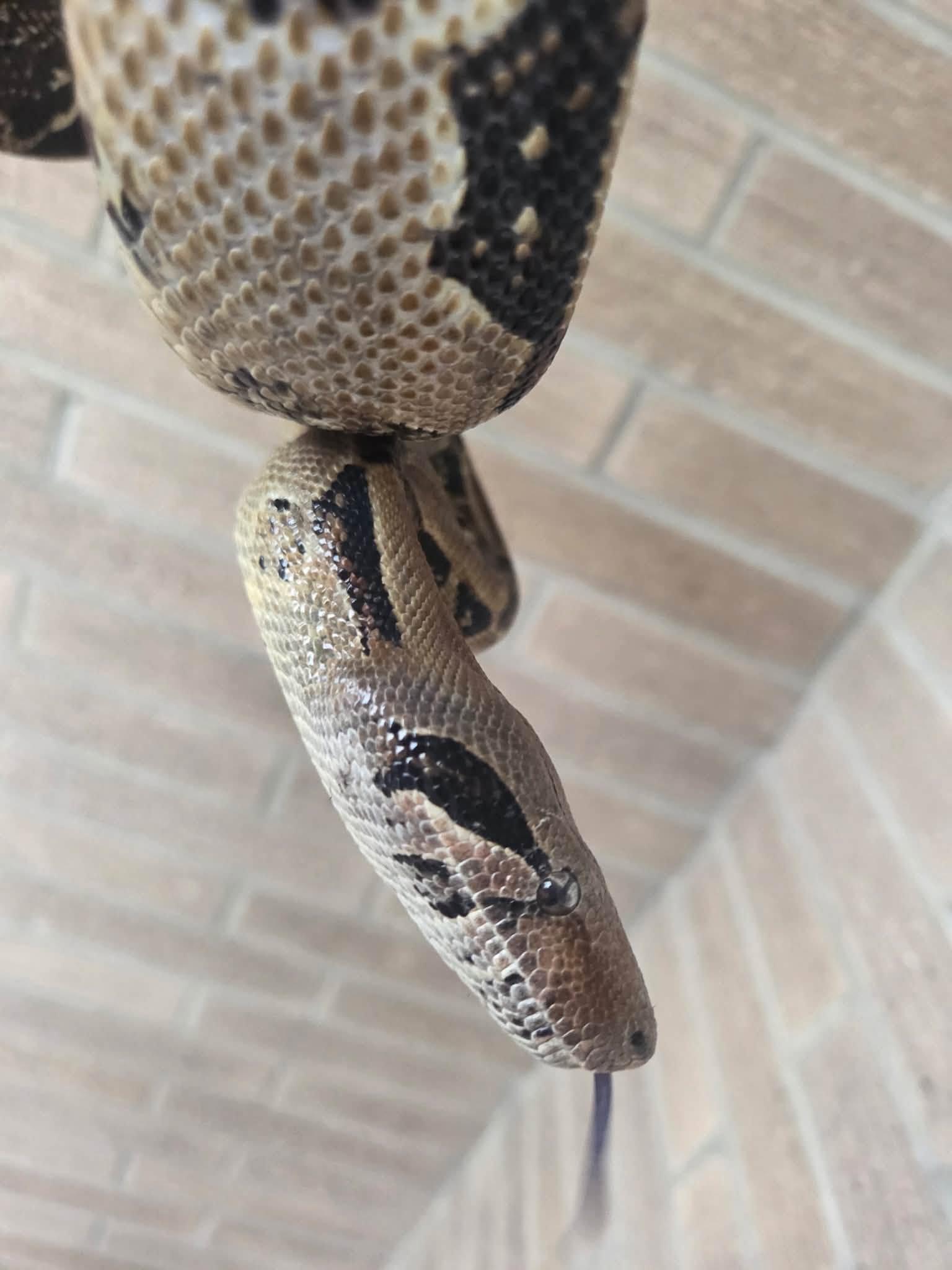 Enlarge Pearl, a ADOPTABLE Boa Constrictor in Palmerton, PA image 3/3