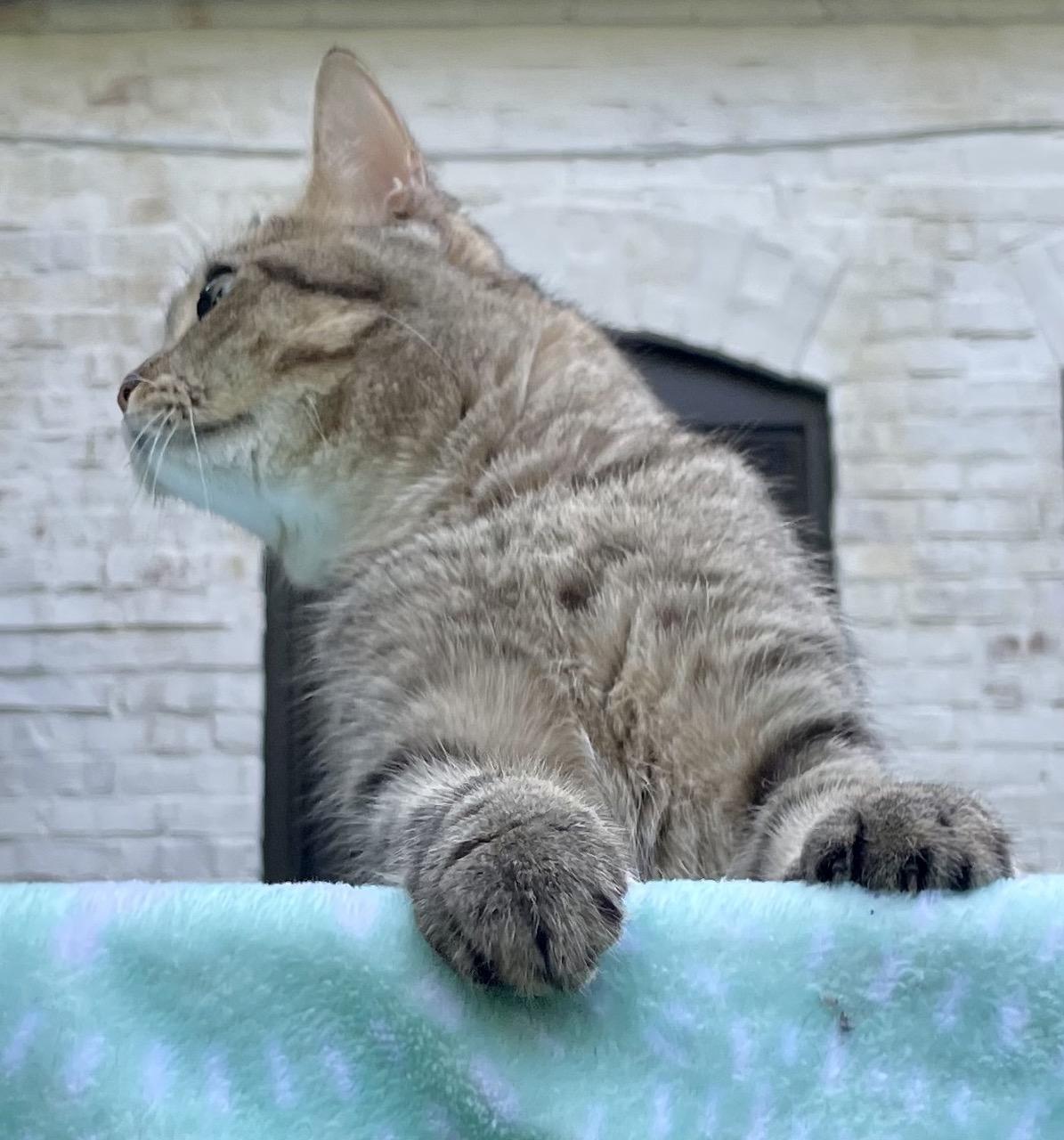 Enlarge Kitty Kat, a Adopted British Shorthair in Fairfax, VA image 2/6